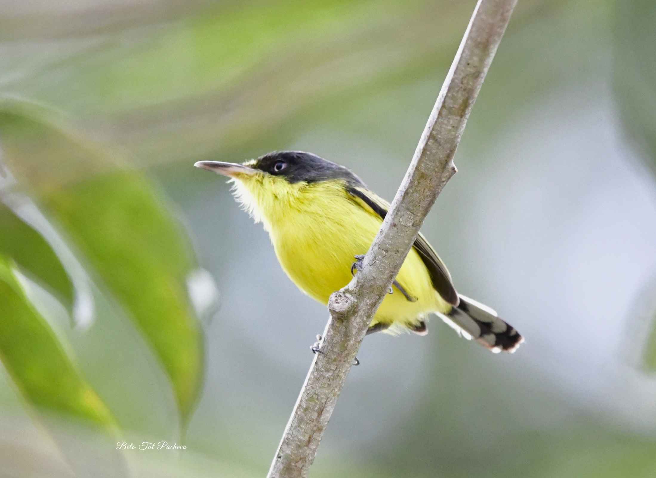 Common Tody-Flycatcher