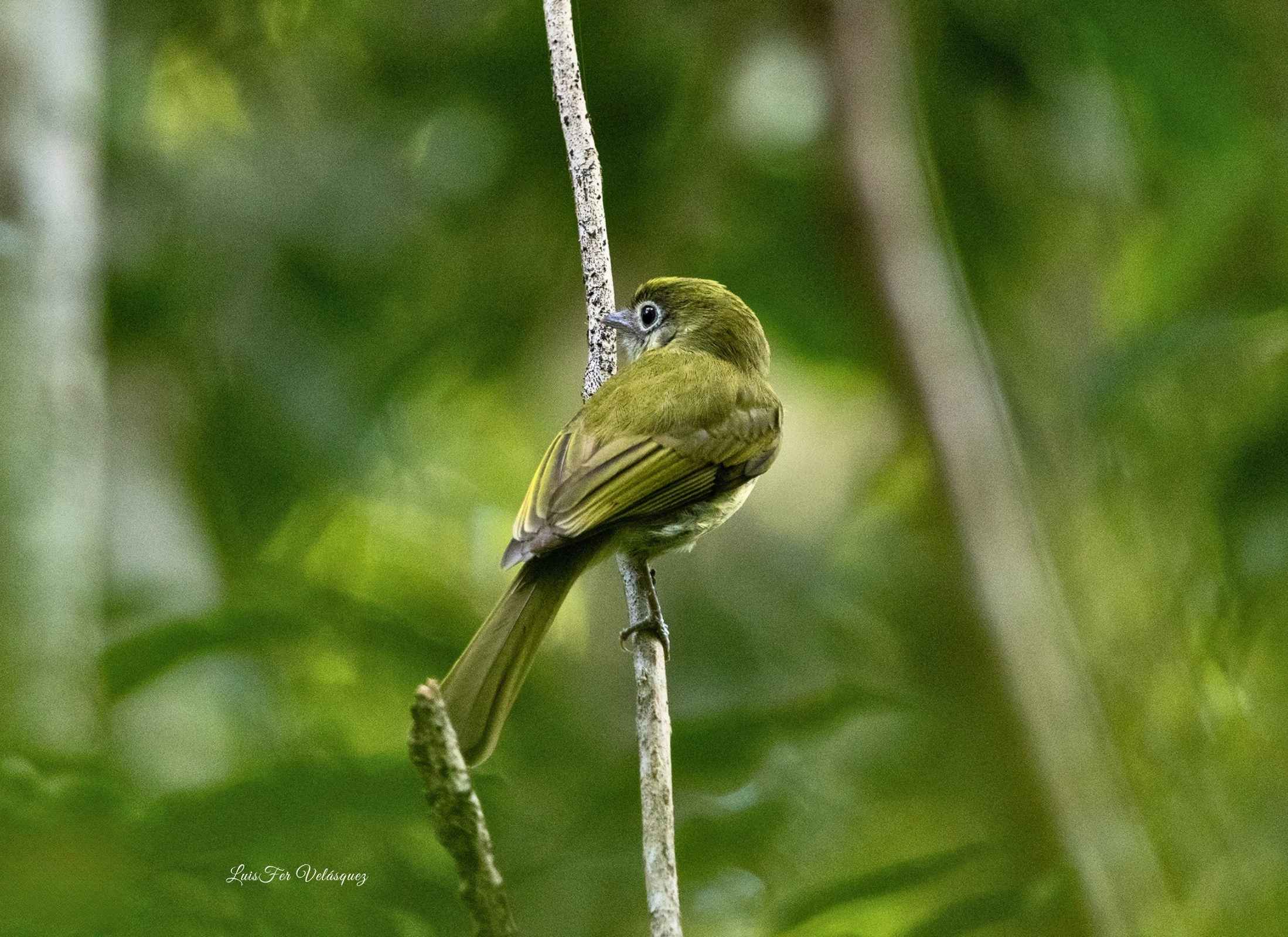 Eye-ringed Flatbill