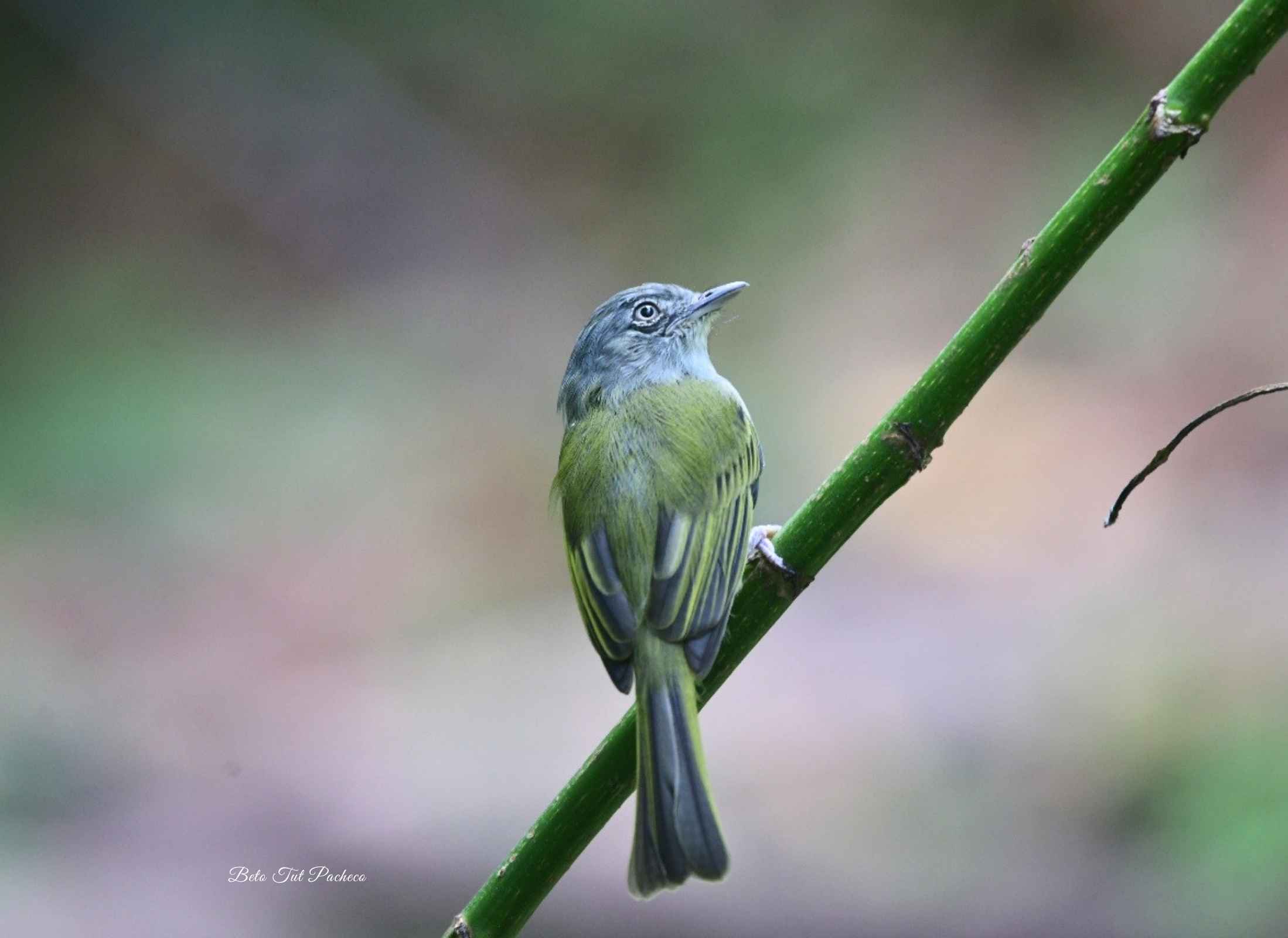 Yellow-olive Flatbill