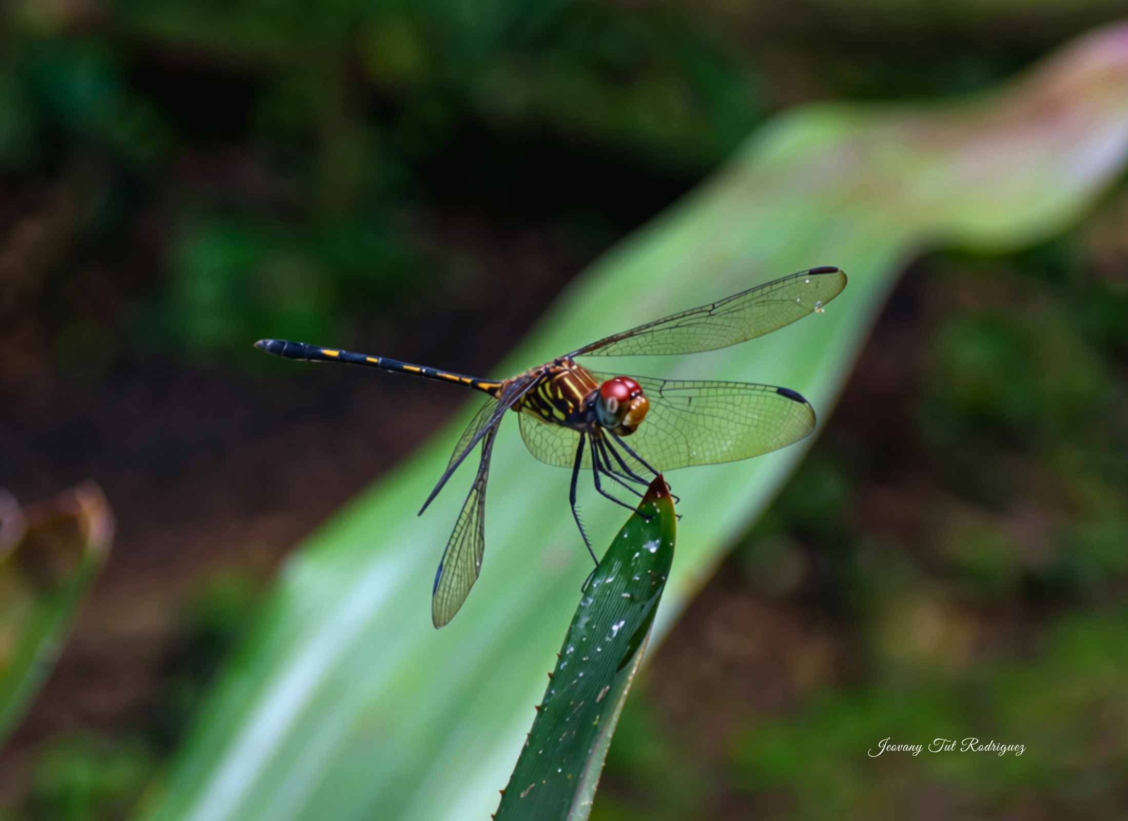 Dythemis sterilis