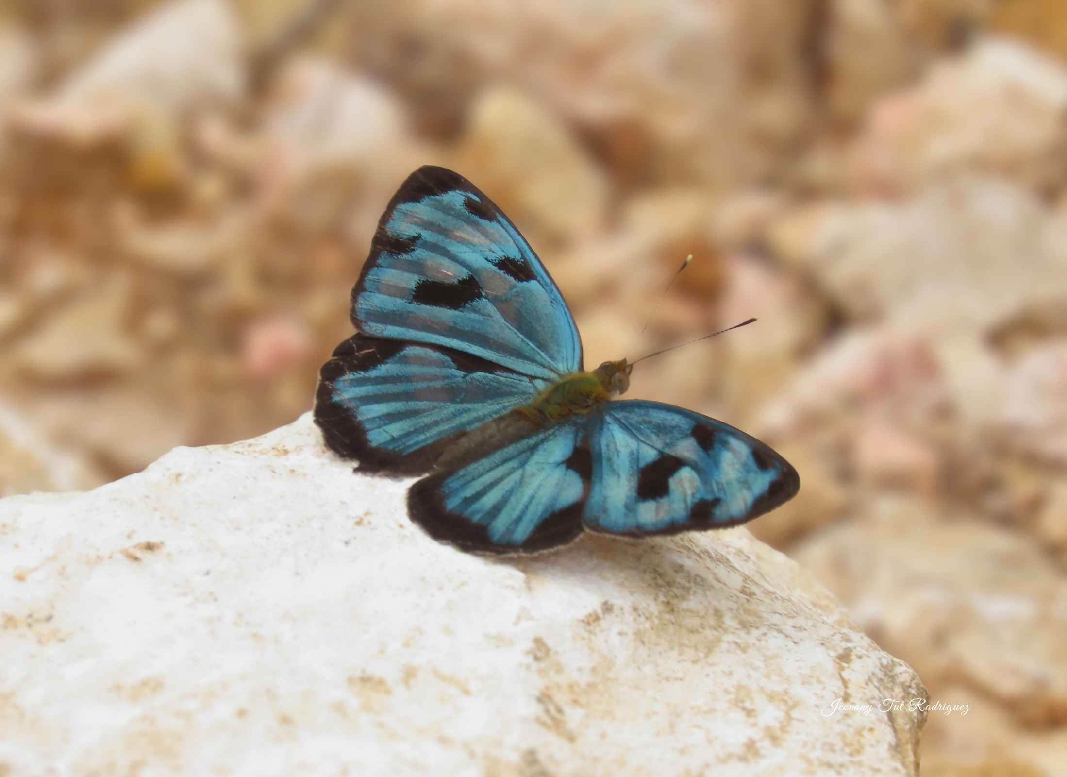Dynamine postverta