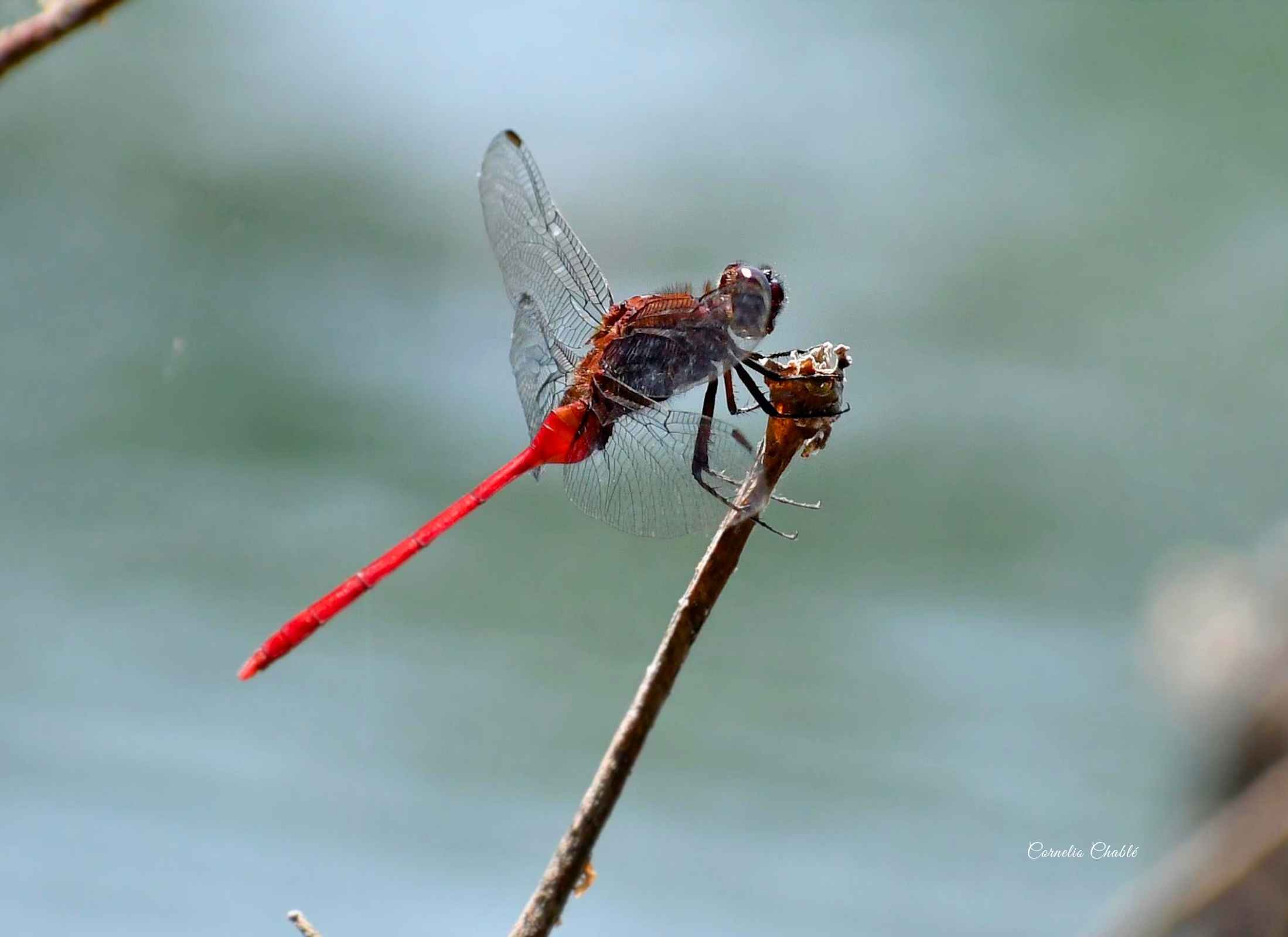 Erythemis haematogastra