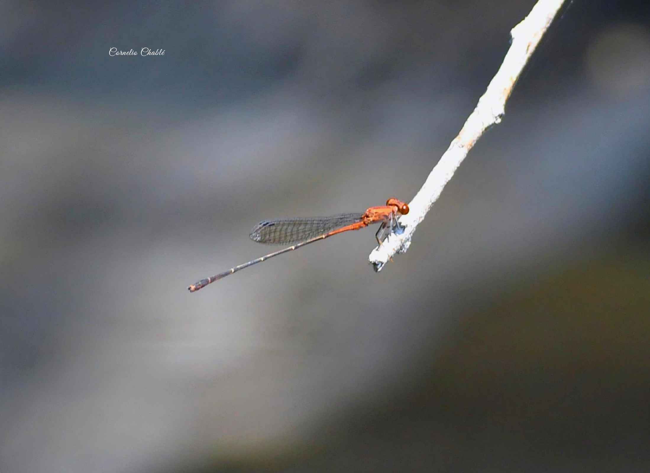 Neoneura amelia