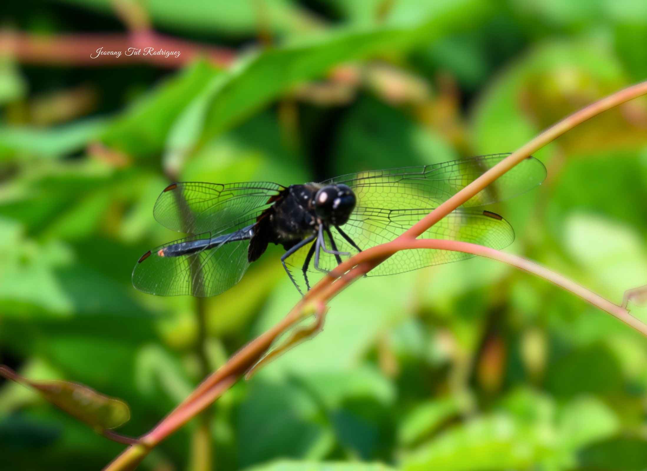 Erythemis attala