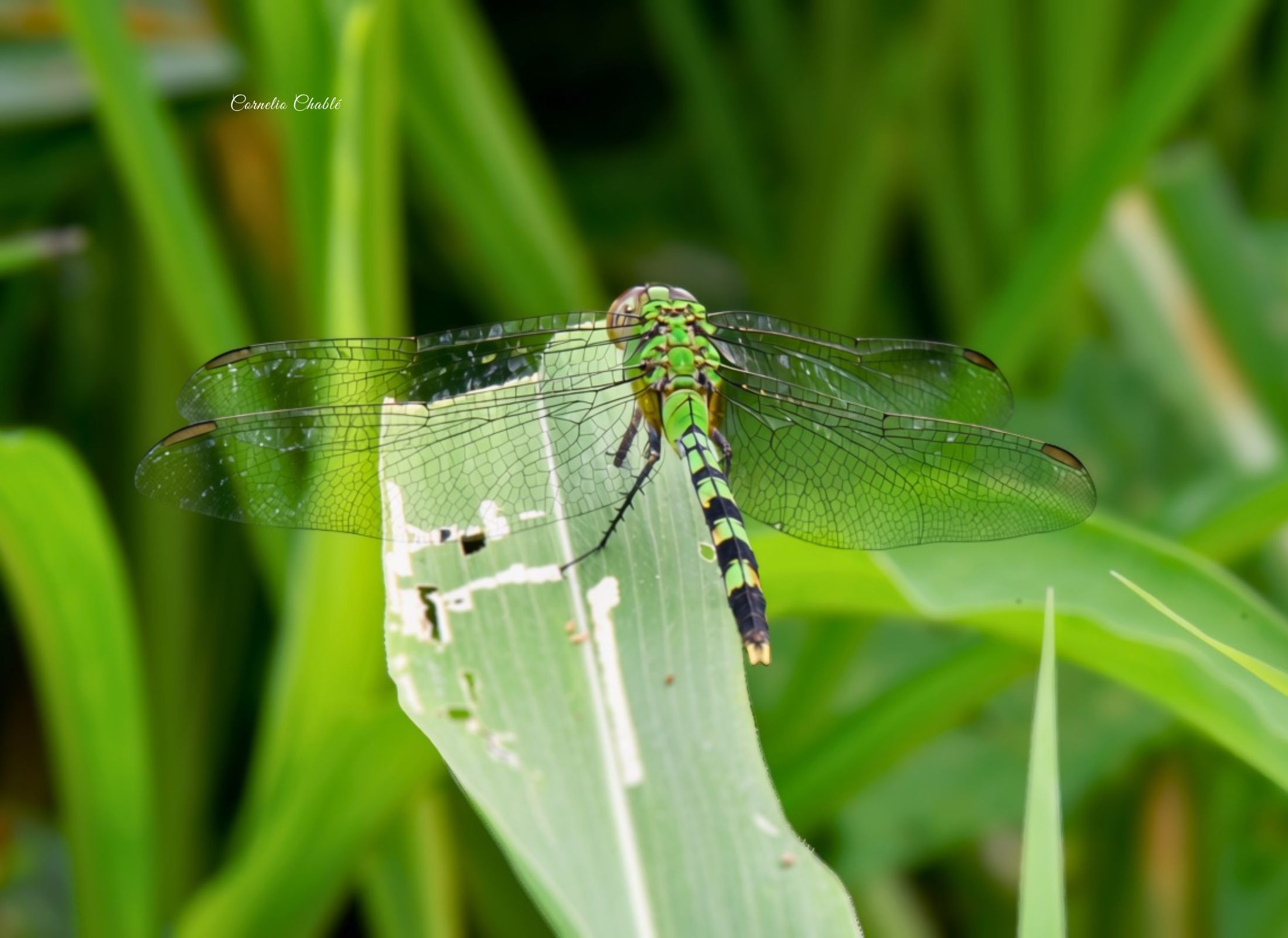 Erythemis vesiculosa