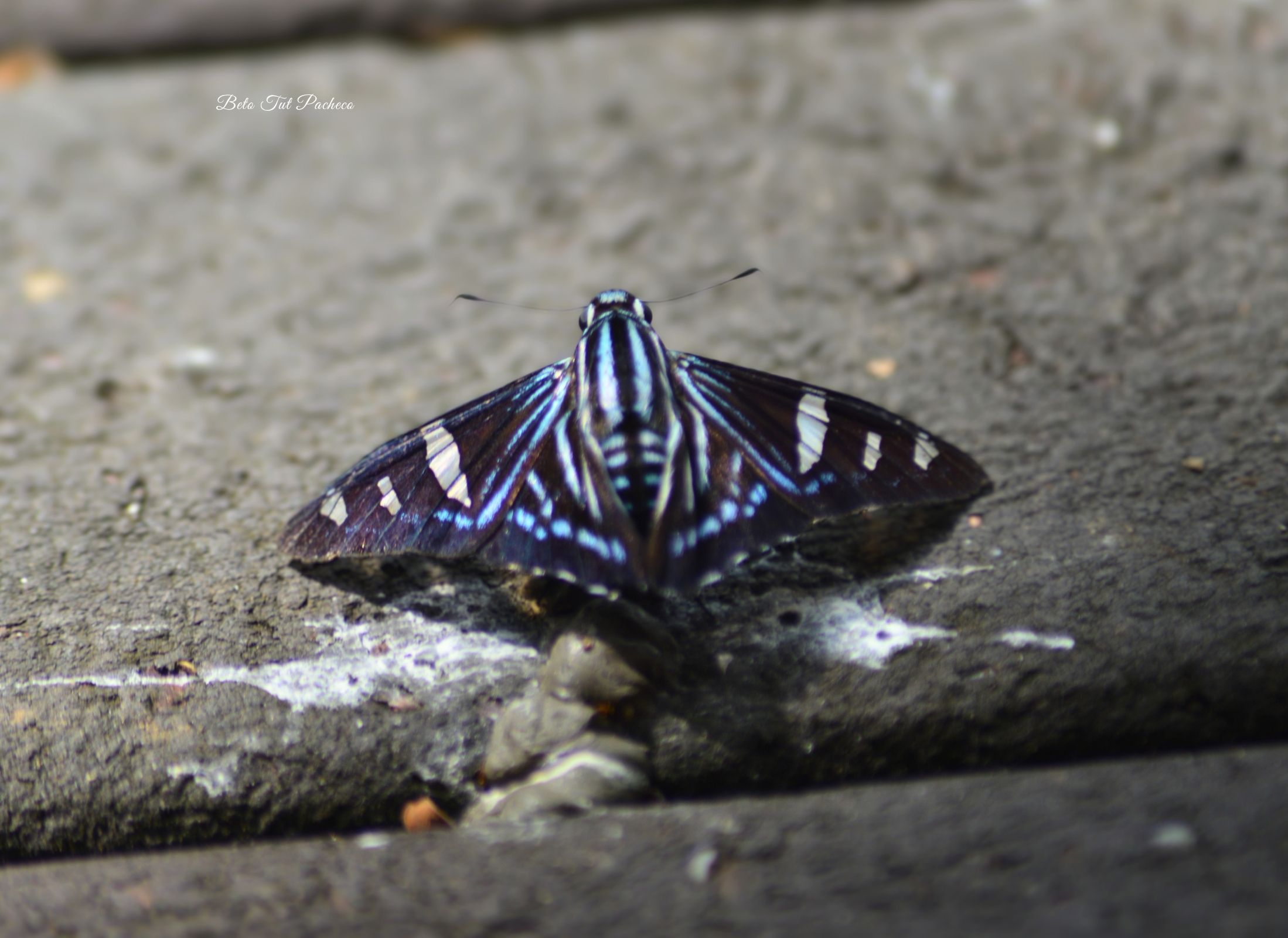 Phocides pigmalion