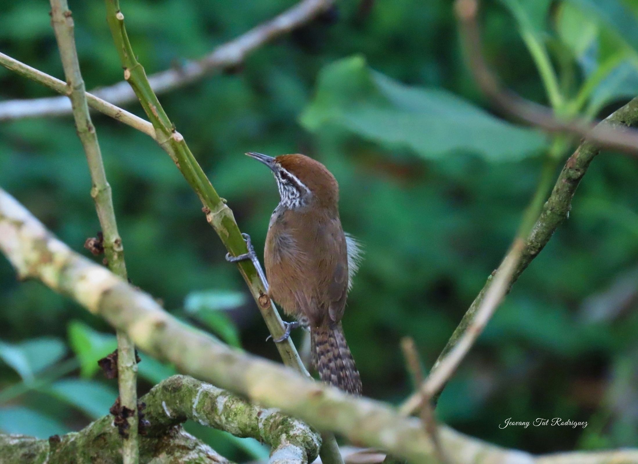 Spot-breasted Wren