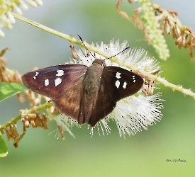 Polygonus arizonensis