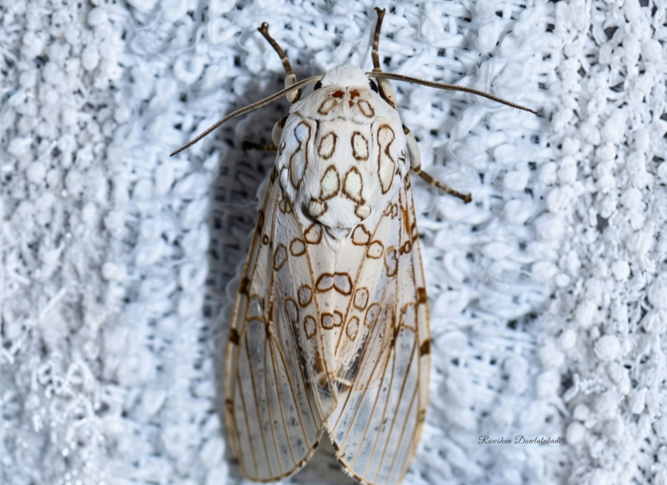 Hypercompe caudata