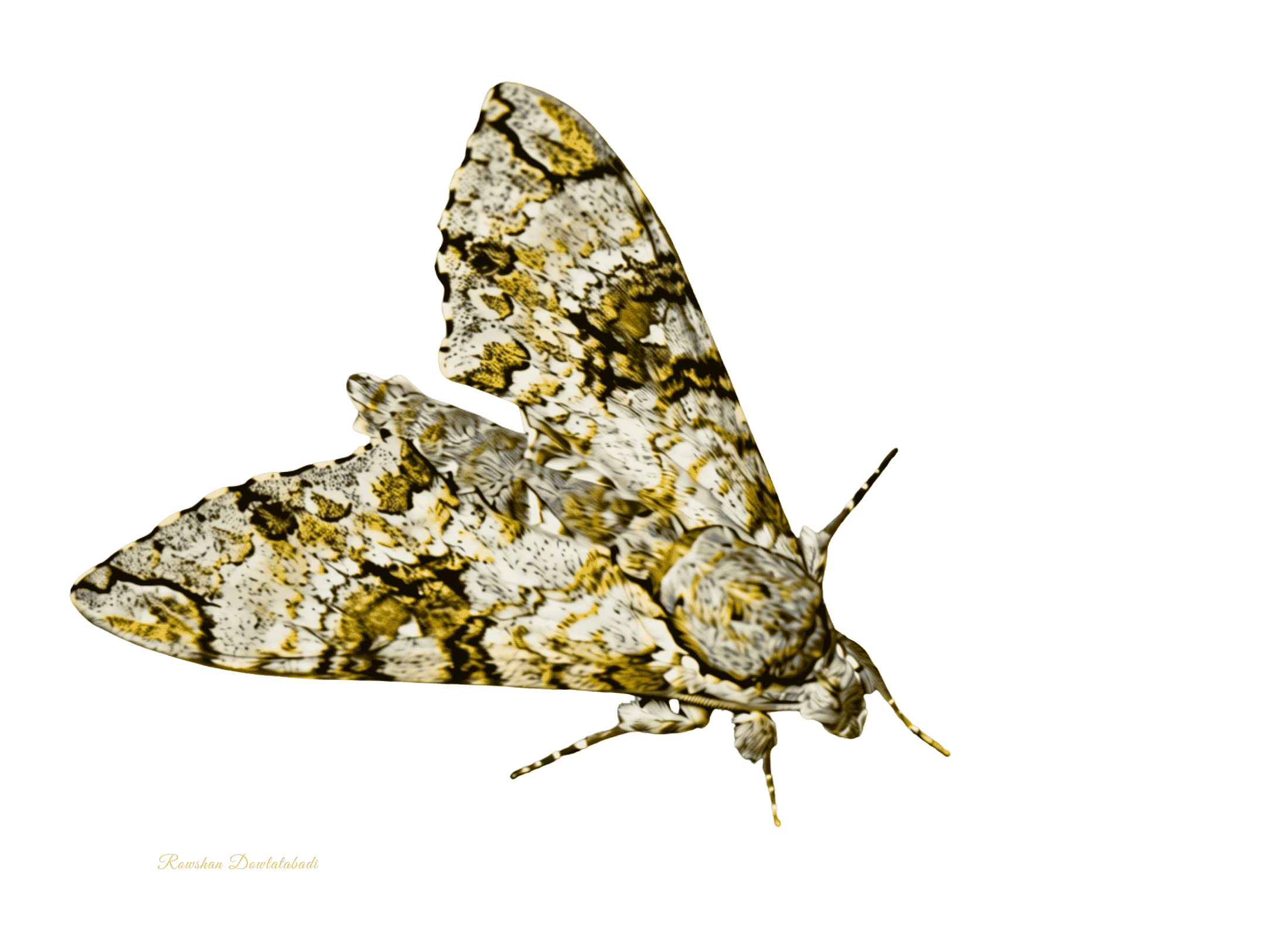 Manduca florestan