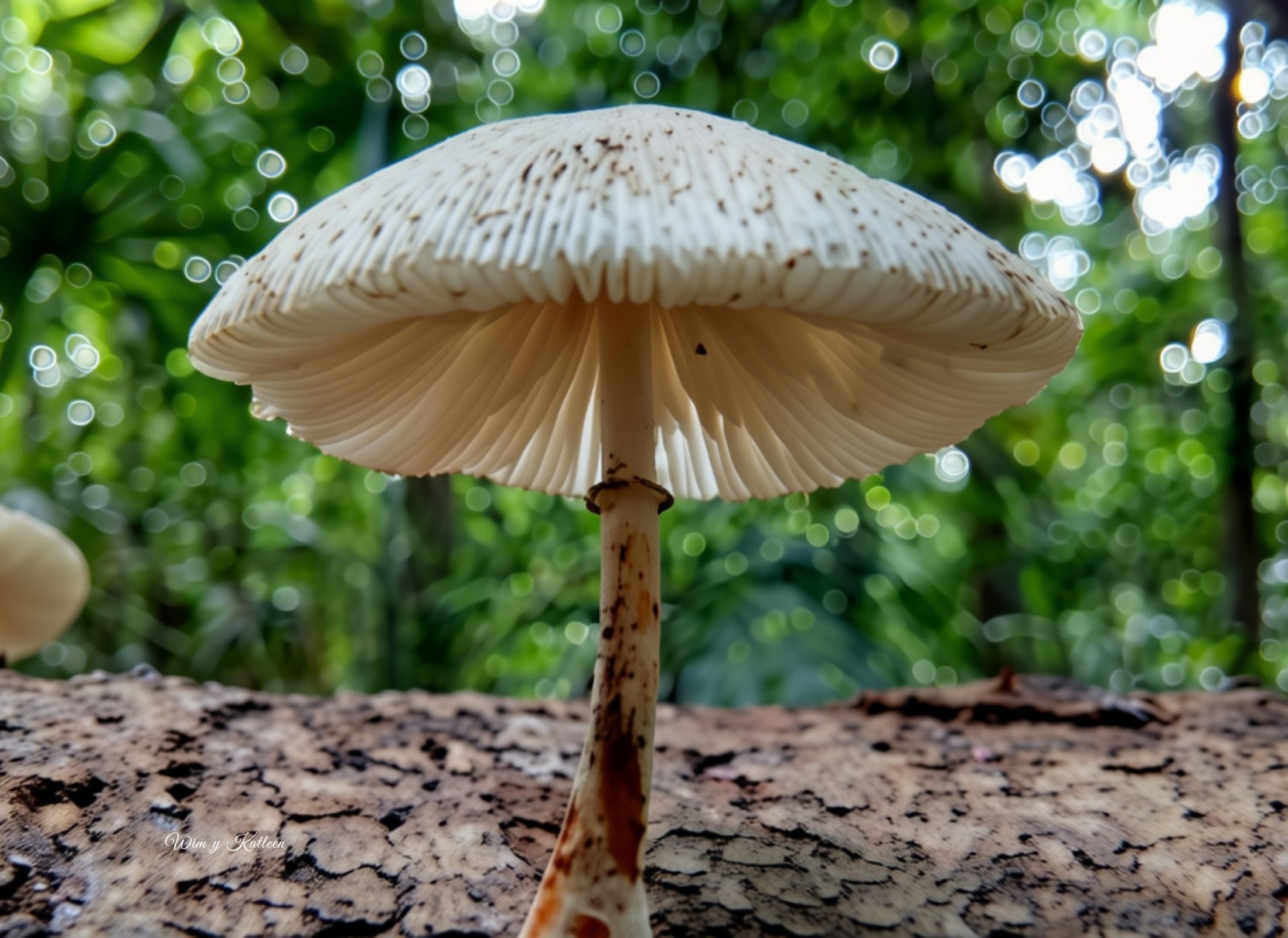 Macropsalliota meleagris
