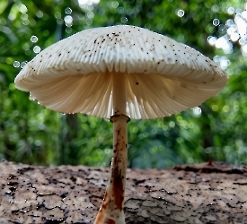 Macropsalliota meleagris