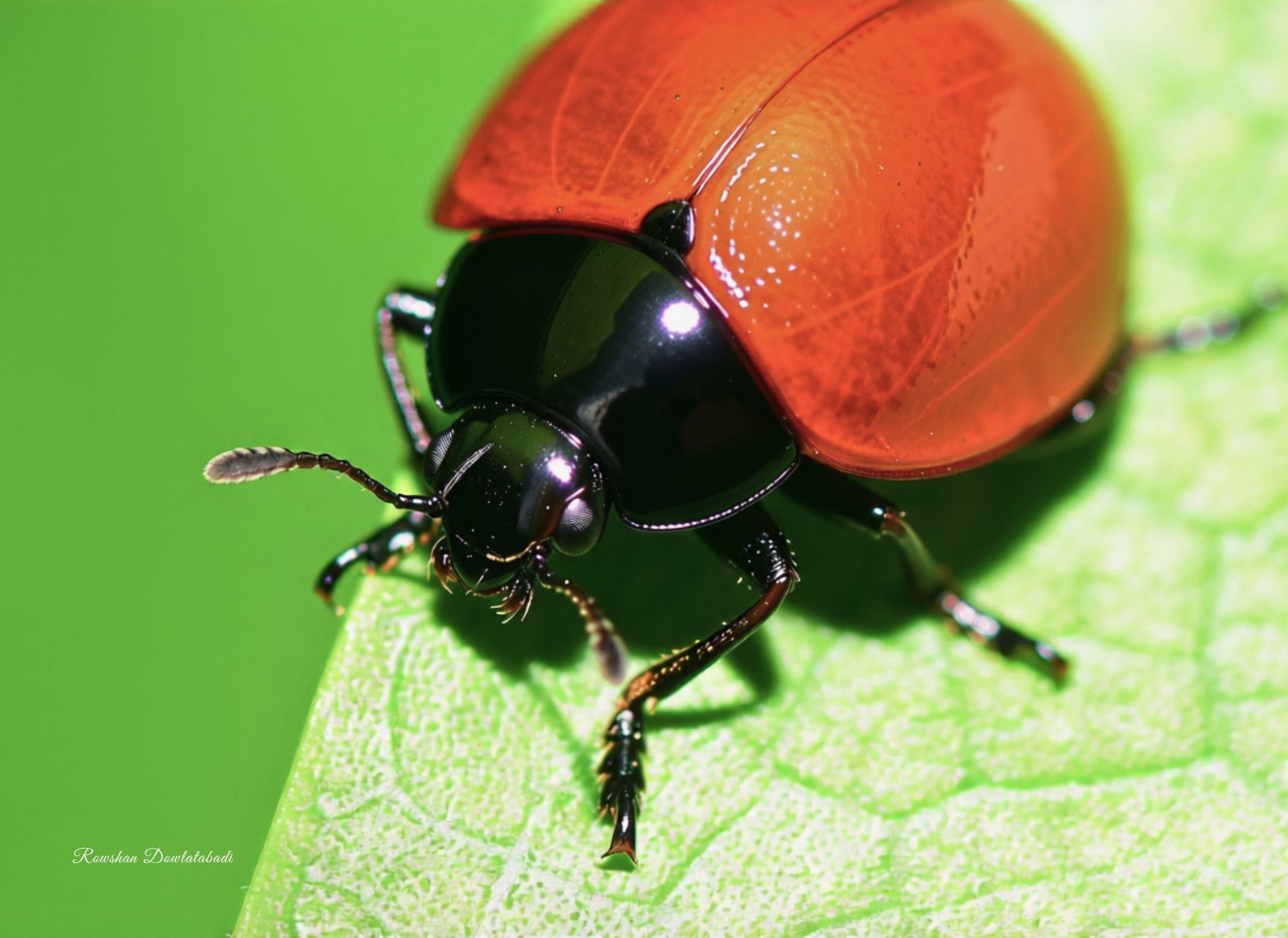 Aegithus rufipennis