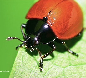 Aegithus rufipennis