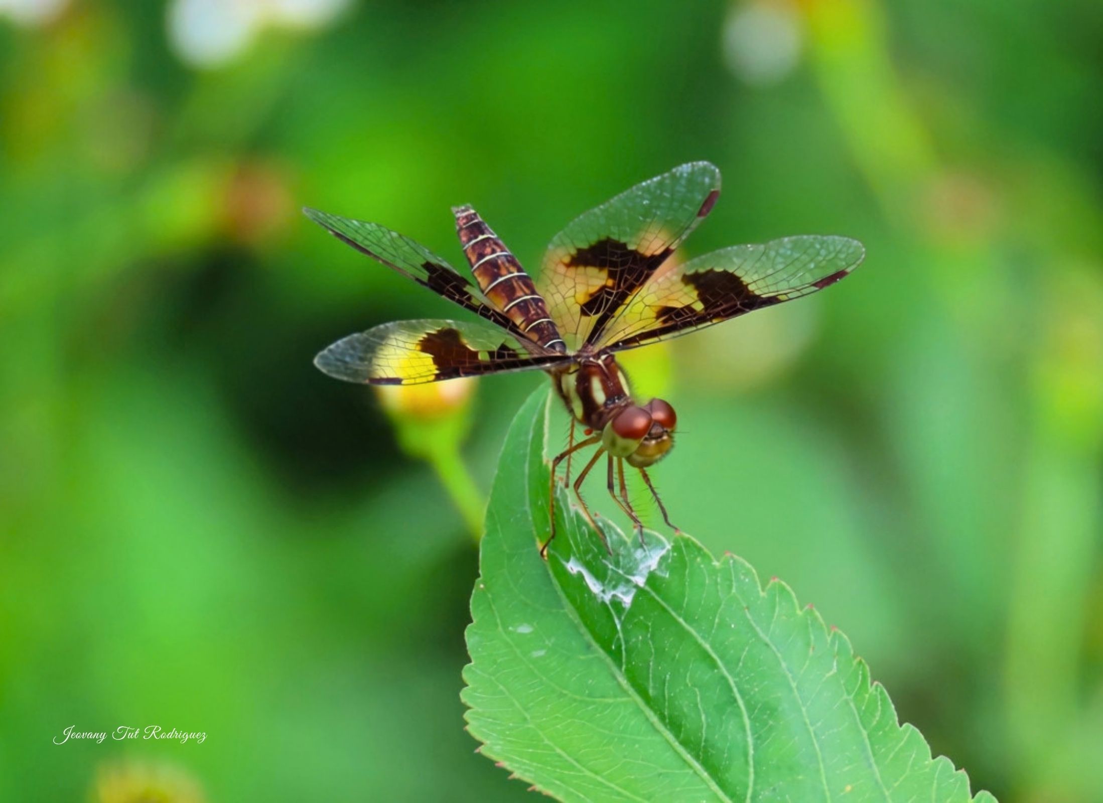 Perithemis tenera