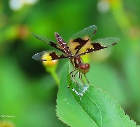 Perithemis tenera
