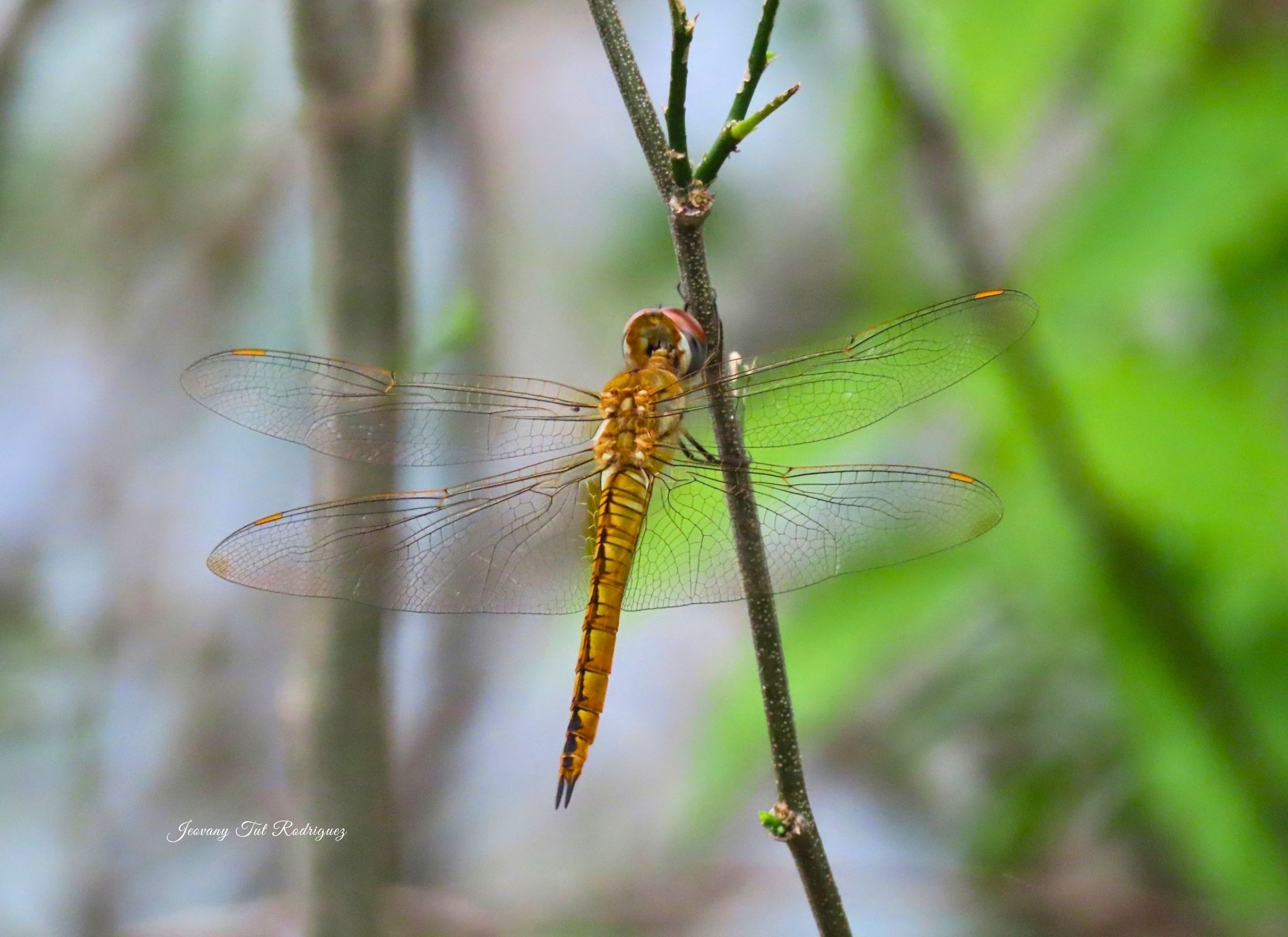 Pantala flavescens