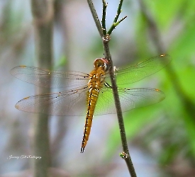 Pantala flavescens