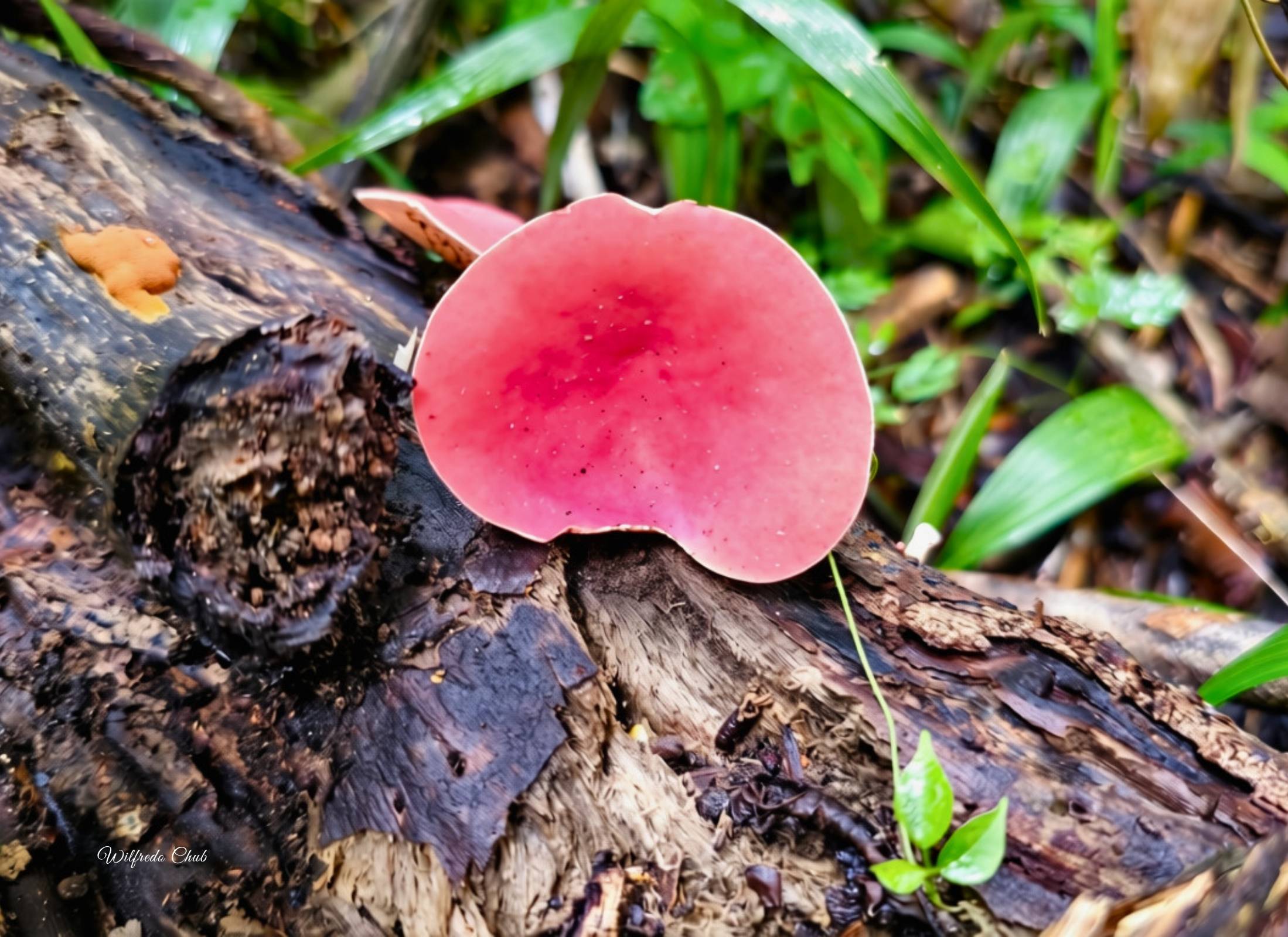 Phillipsia domingensis