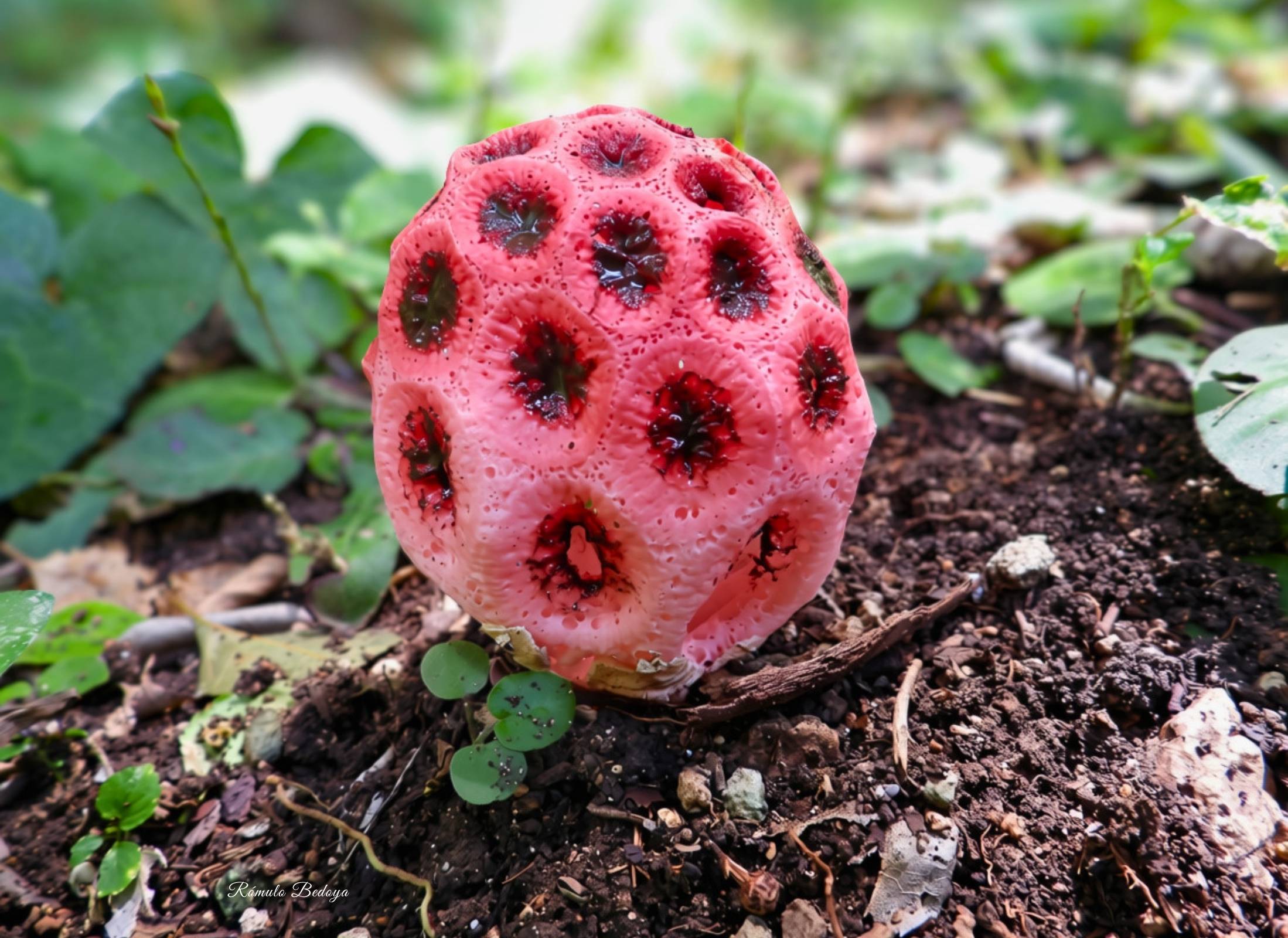 Clathrus crispus