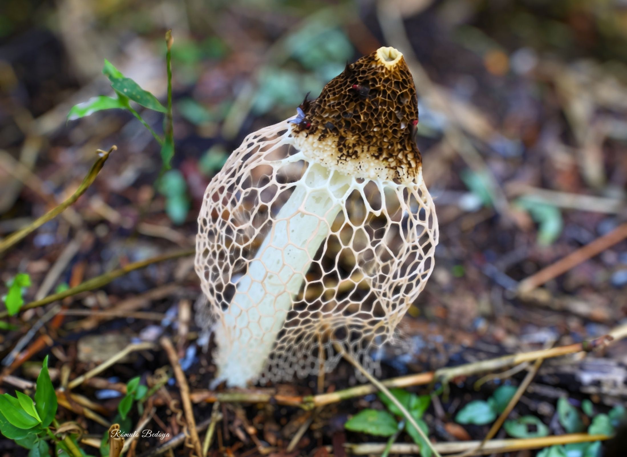 Phallus indusiatus