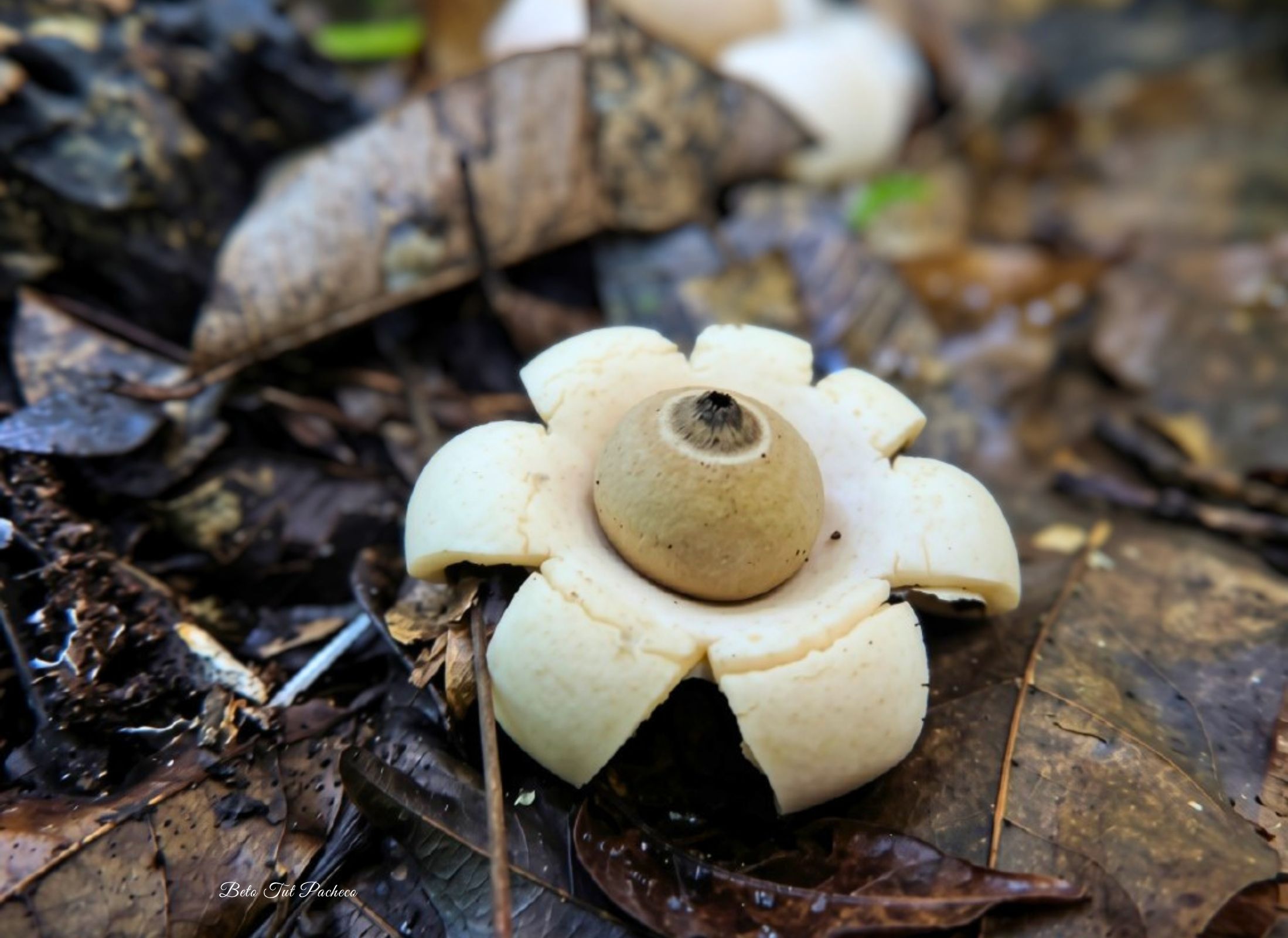 Geastrum saccatum