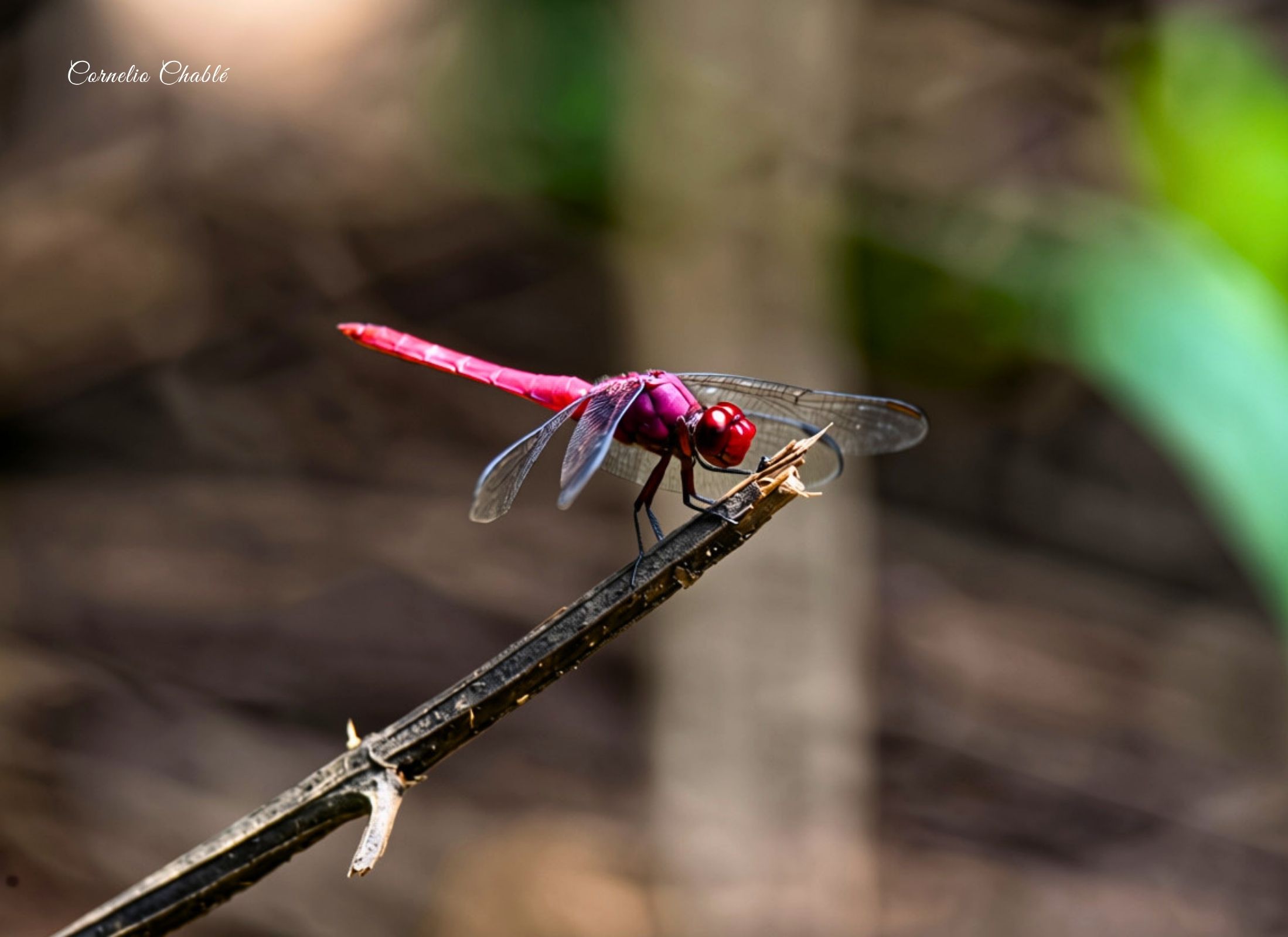Orthemis discolor