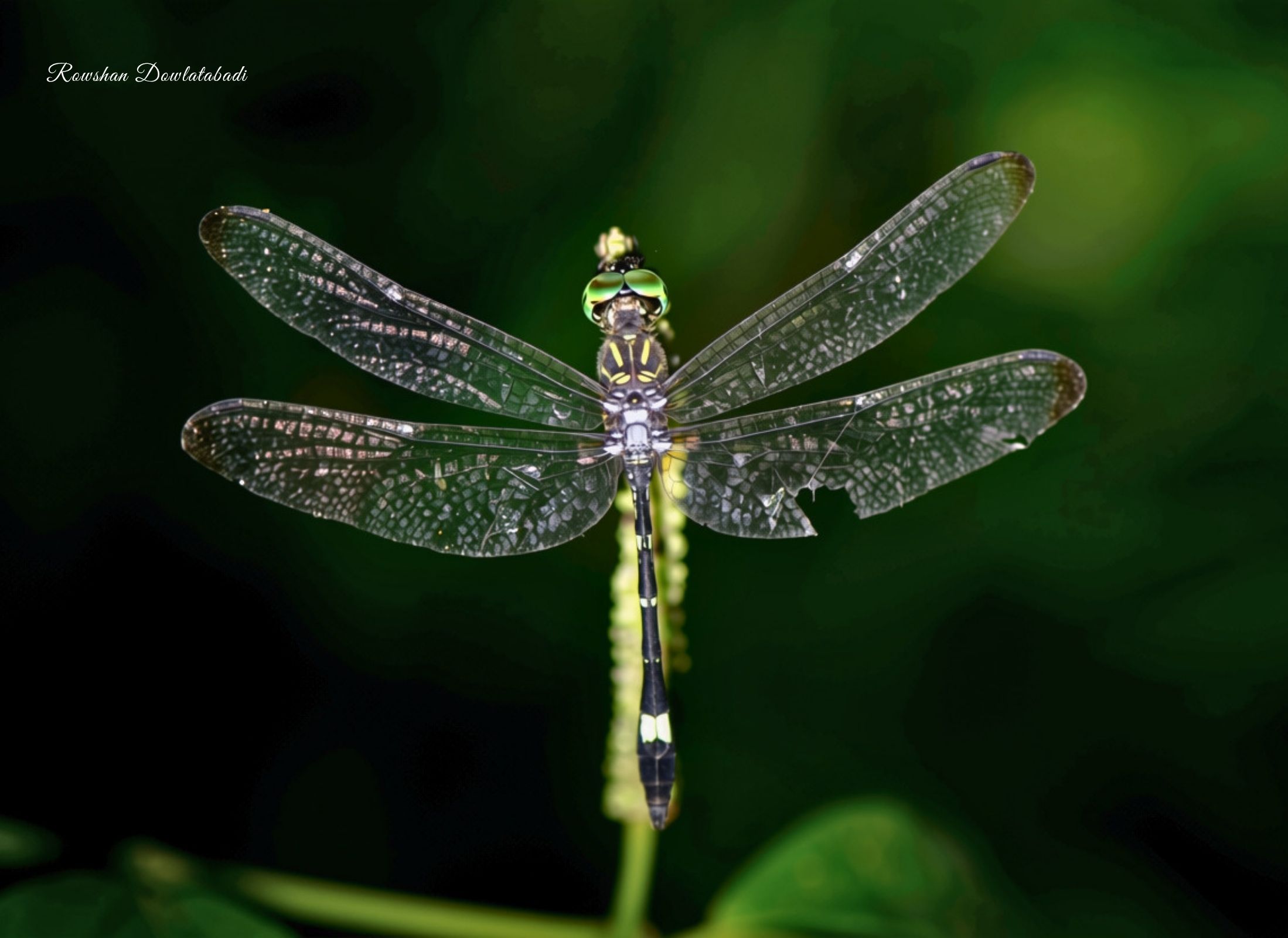Micrathyria didyma