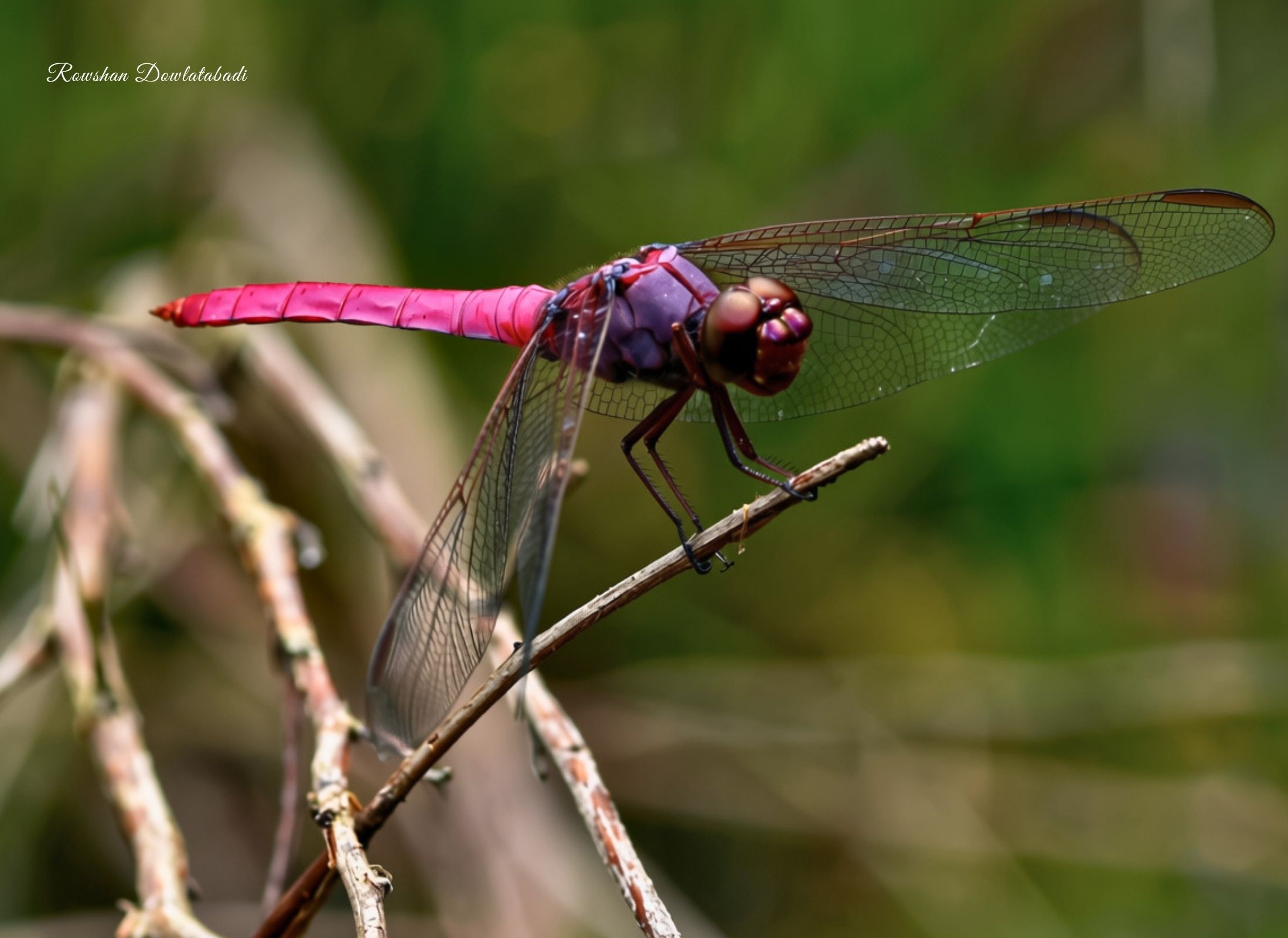 Orthemis ferruginea