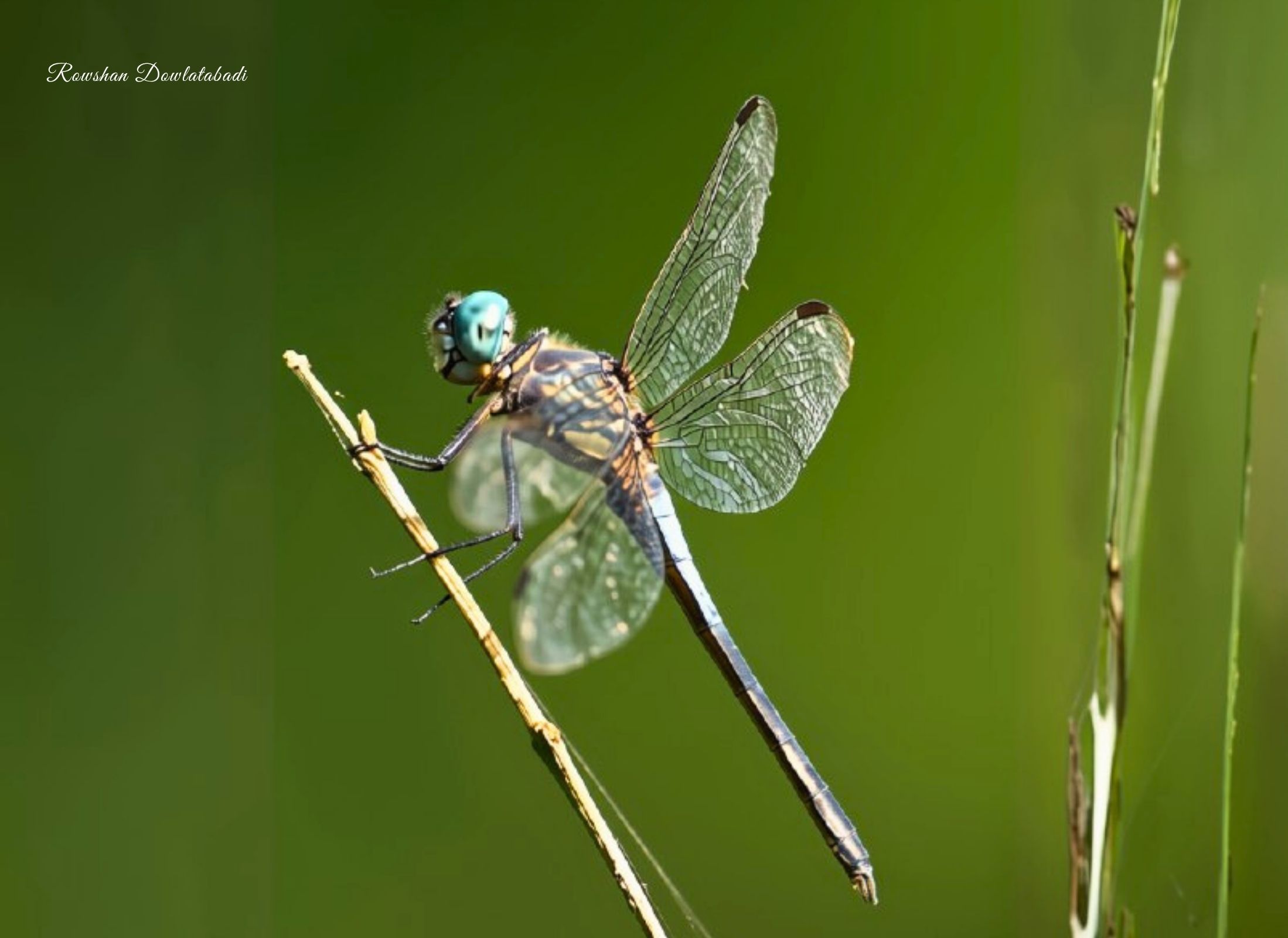Cannaphila insularis