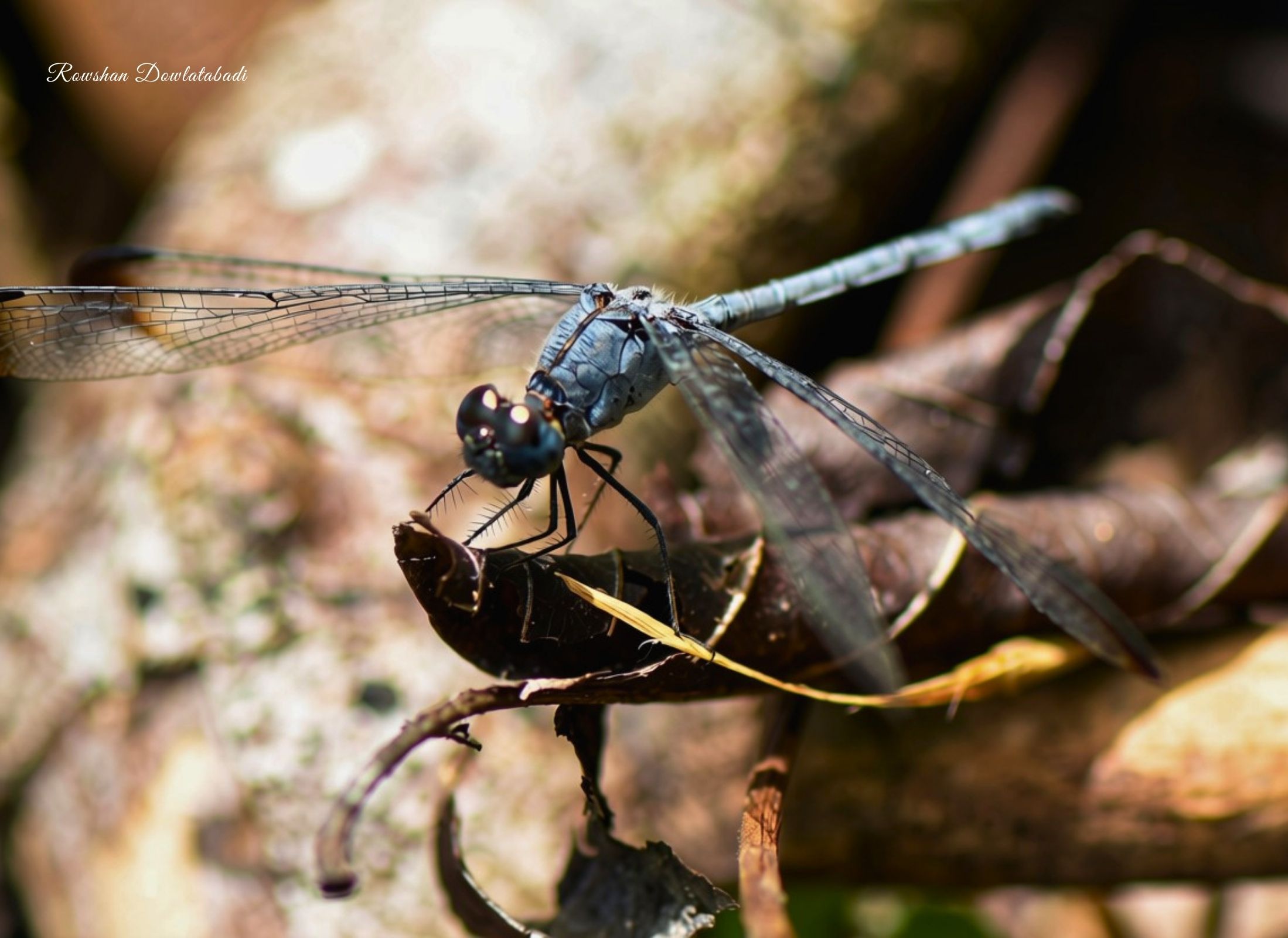 Uracis imbuta