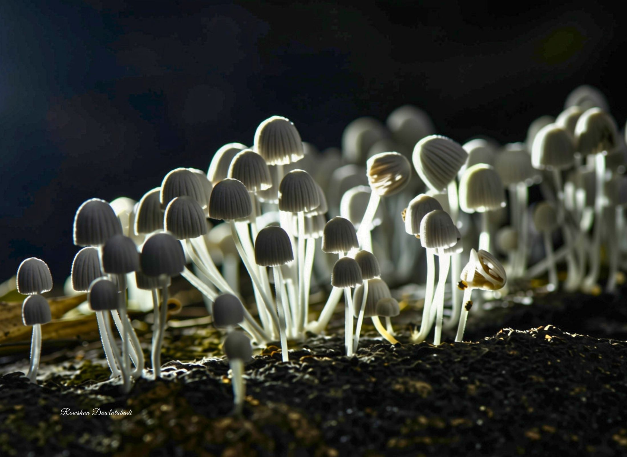 Coprinellus disseminatus