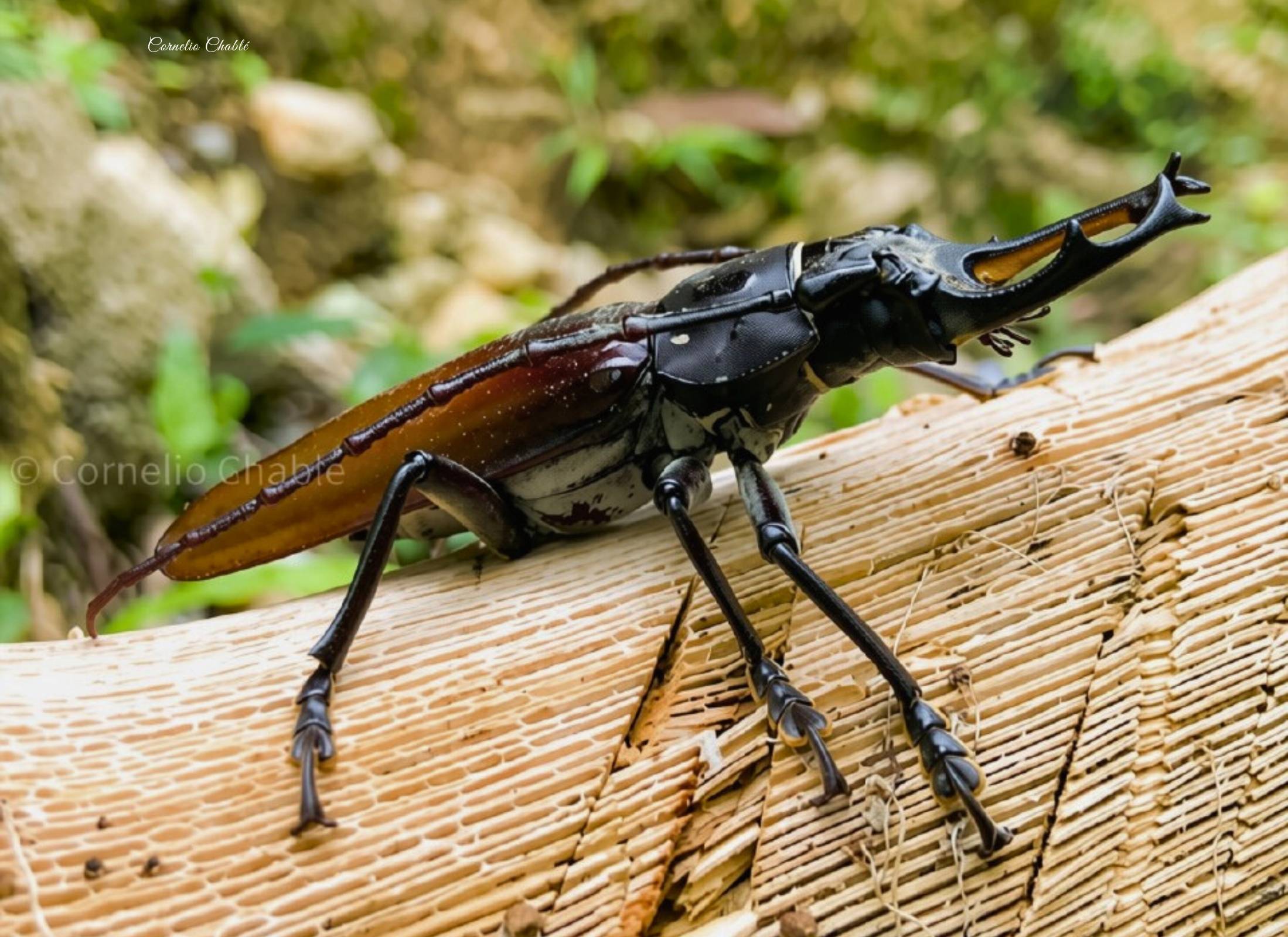 Callipogon senex