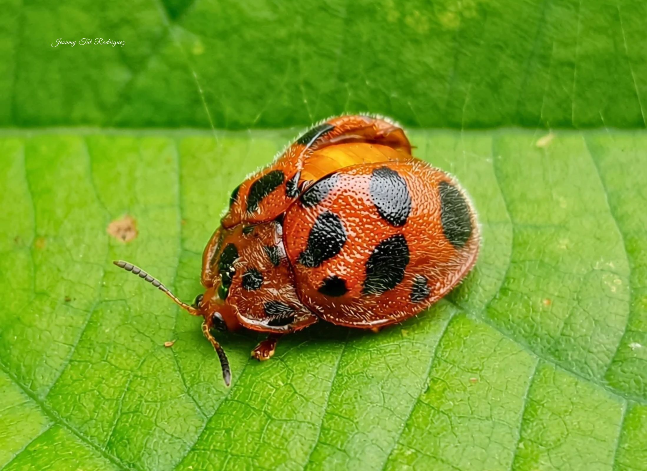 Epilachna tredecimnotata