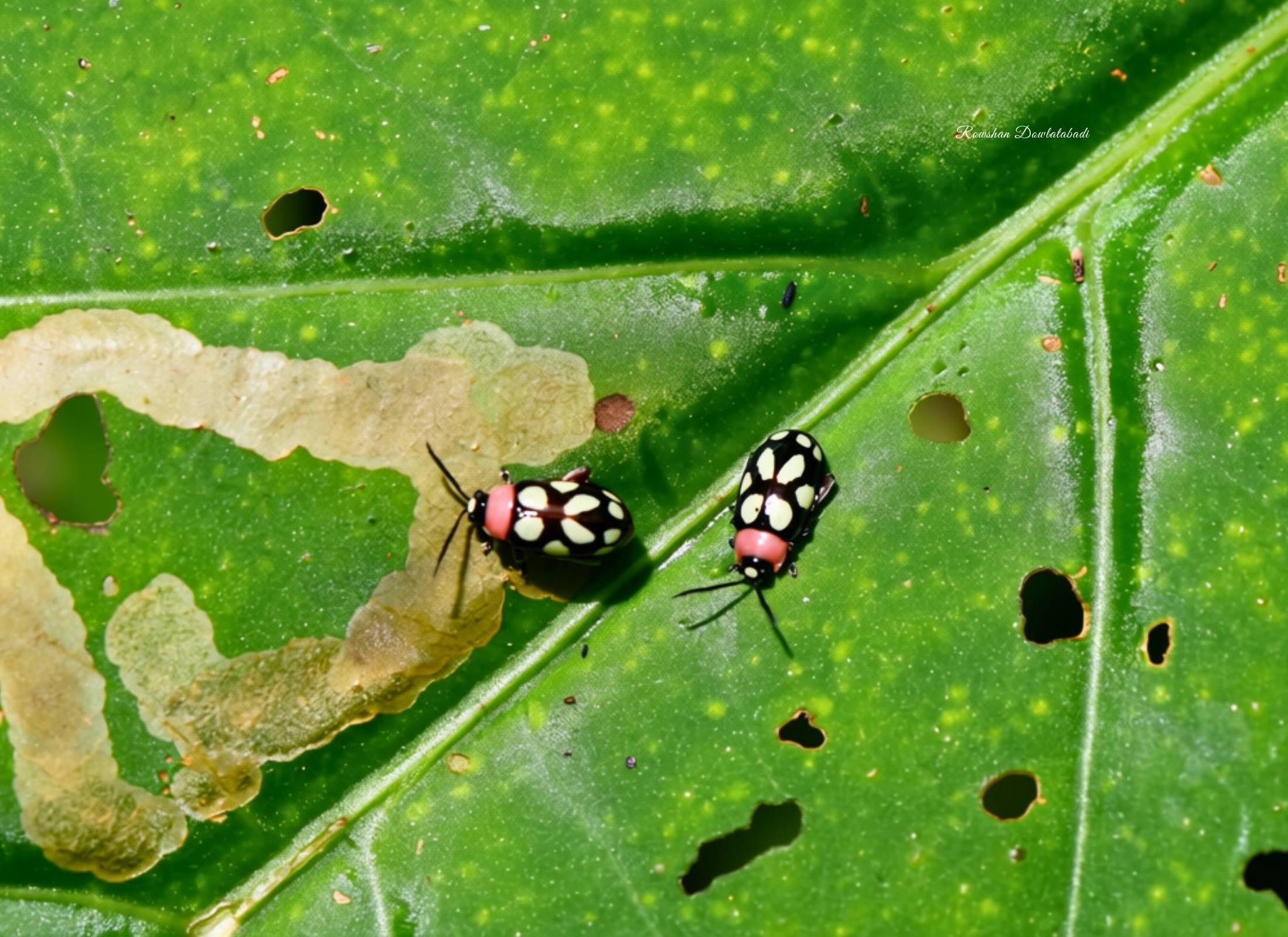 Omophoita simulans