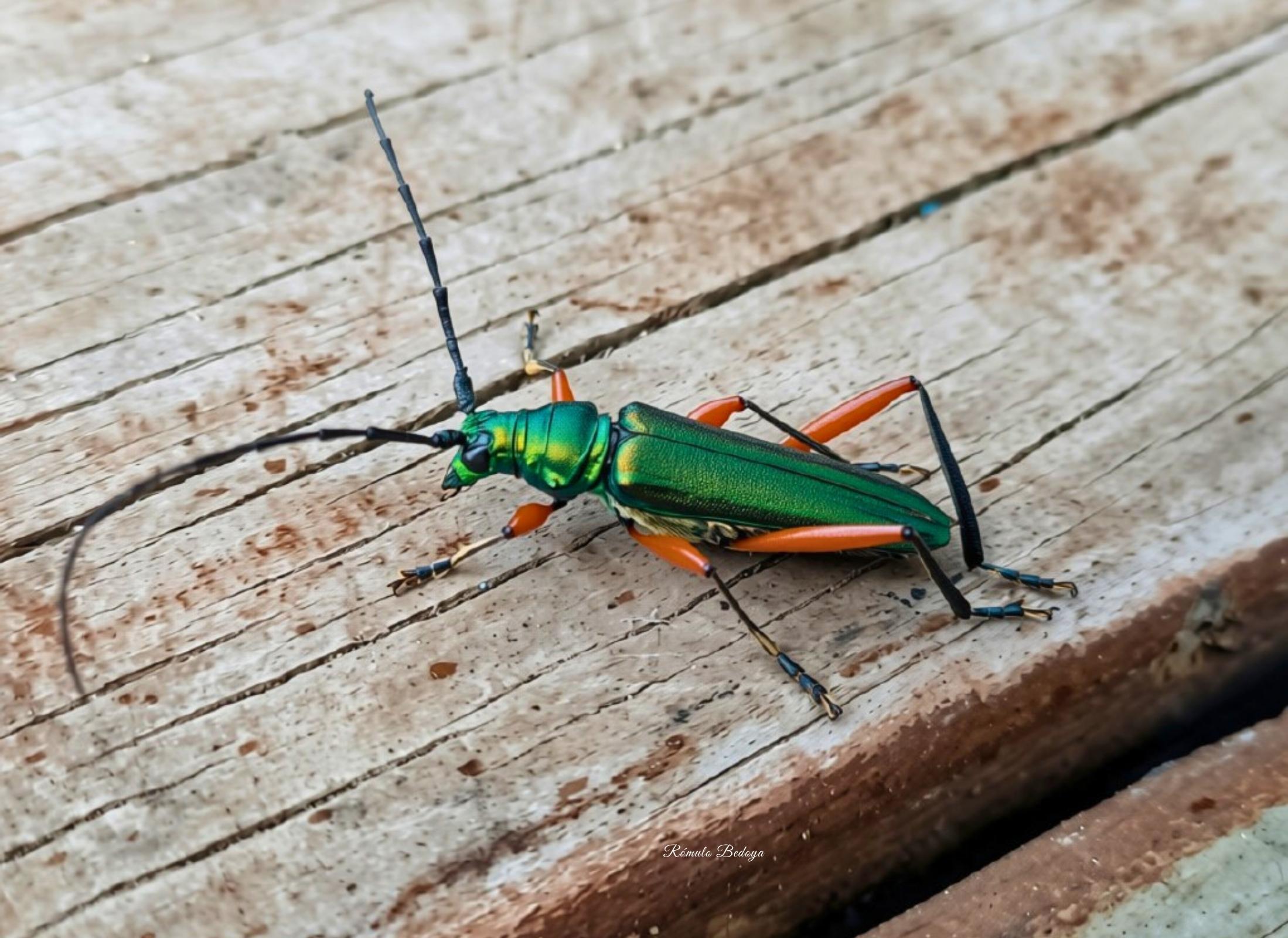 Callichroma holochlorum