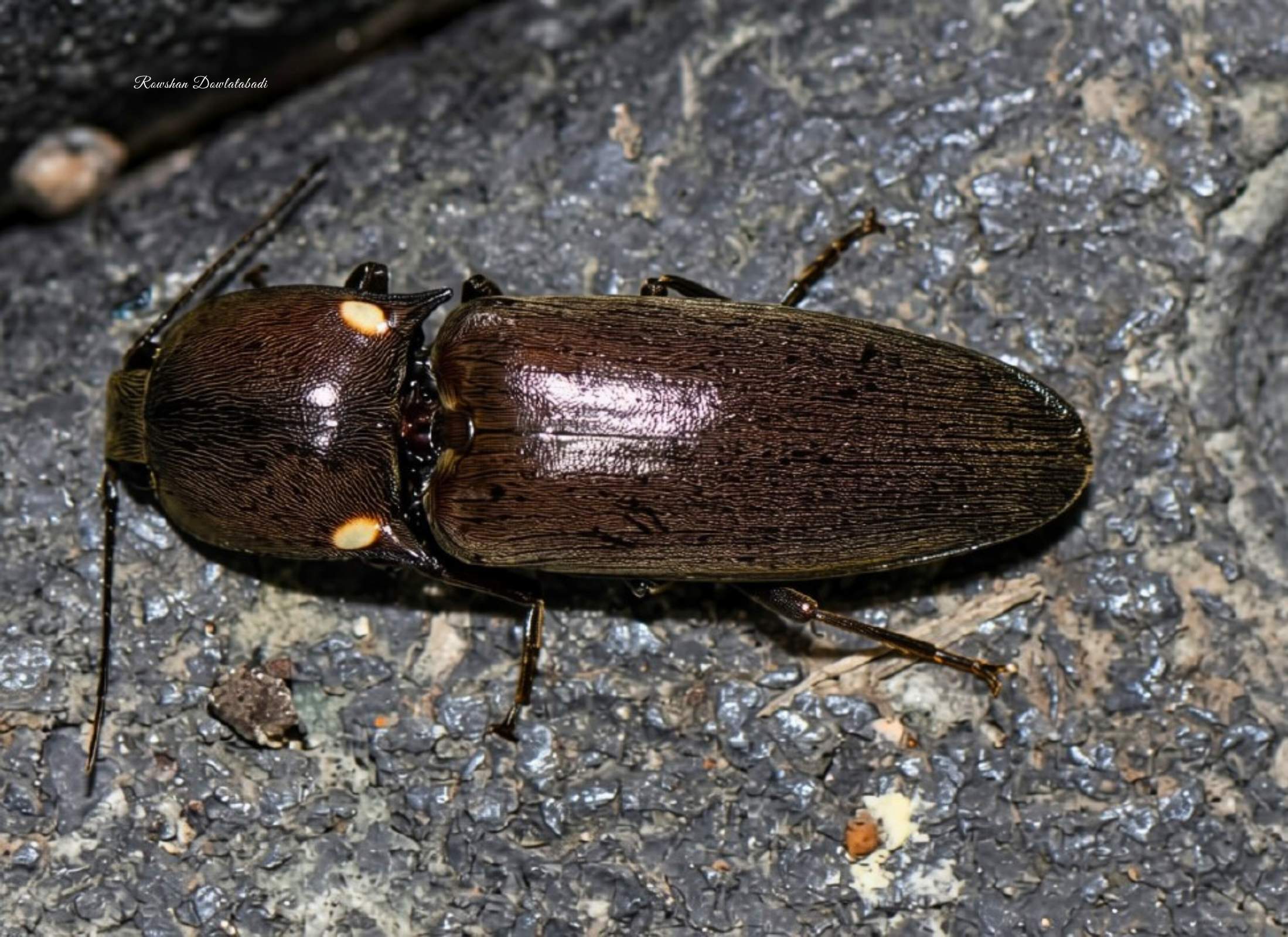 Deilelater physoderus