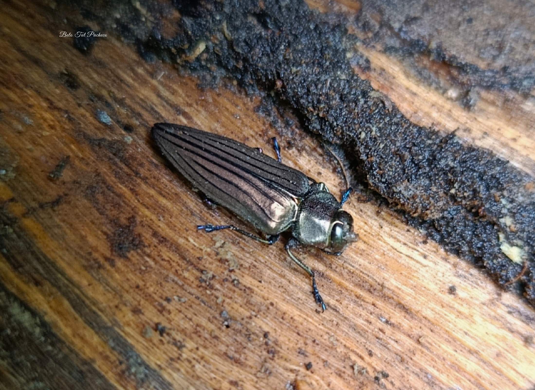 Actenodes chalybaeitarsis