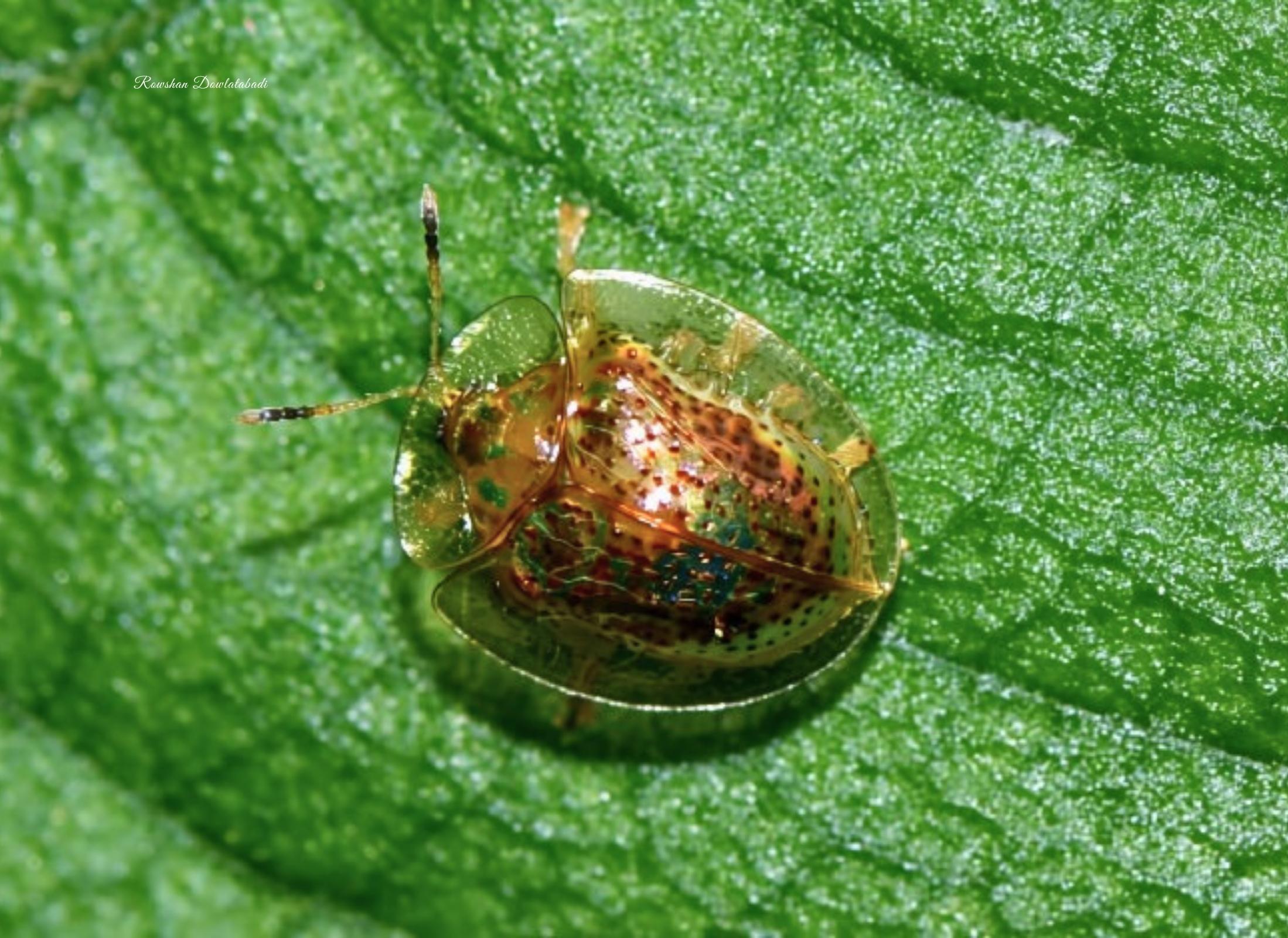 Charidotella sexpunctata