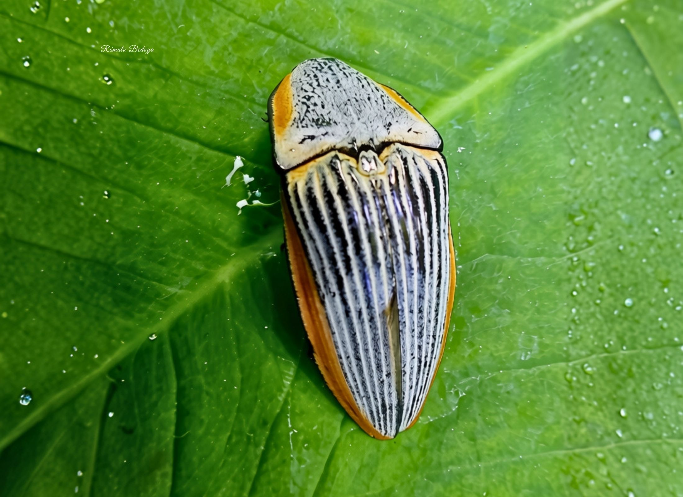 Chalcolepidius rugatus