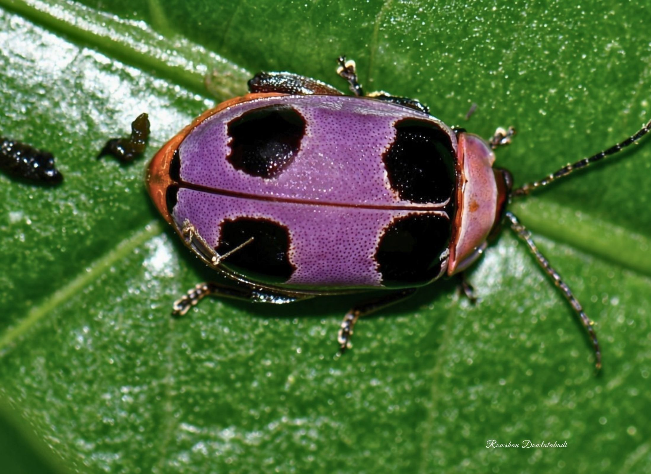 Alagoasa bipunctata