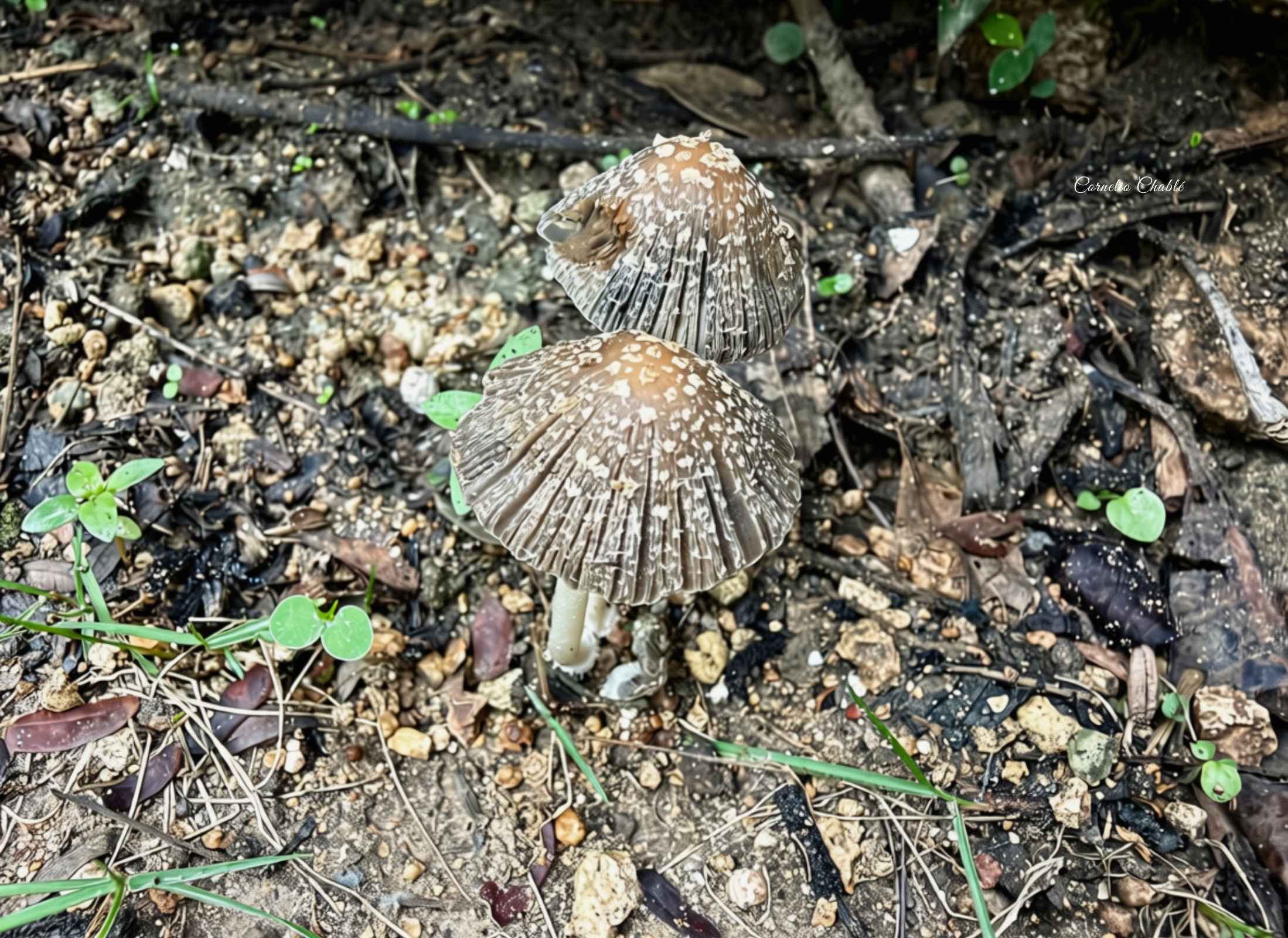 Coprinellus flocculosus
