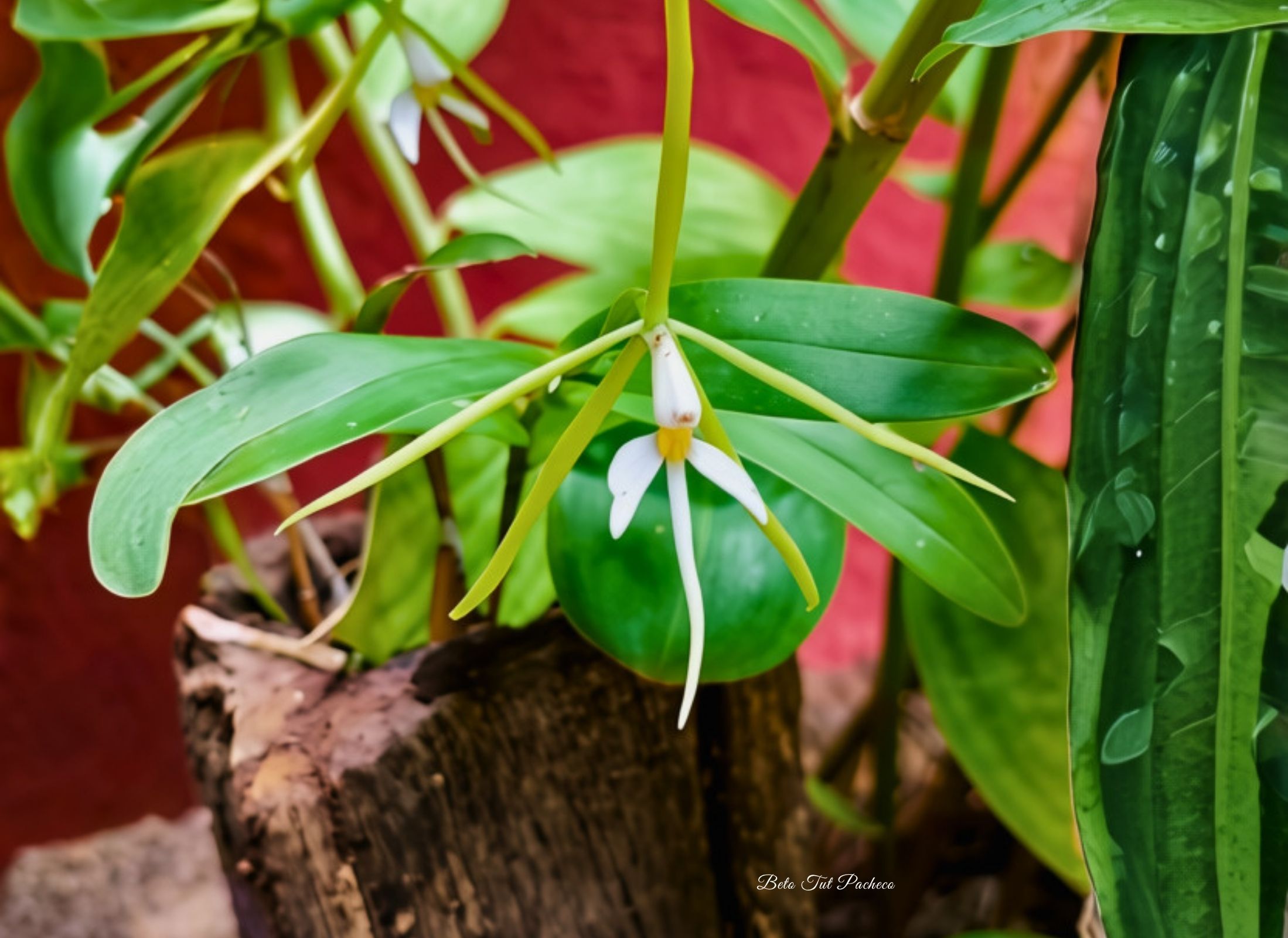 Epidendrum nocturnum