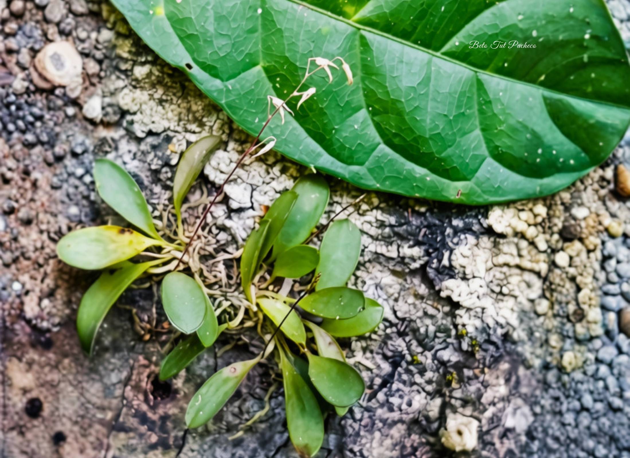 Specklinia solanoi