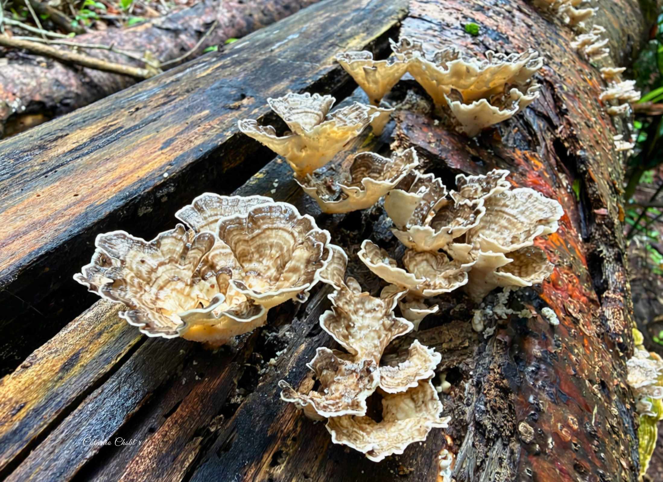 Trametes menziesii