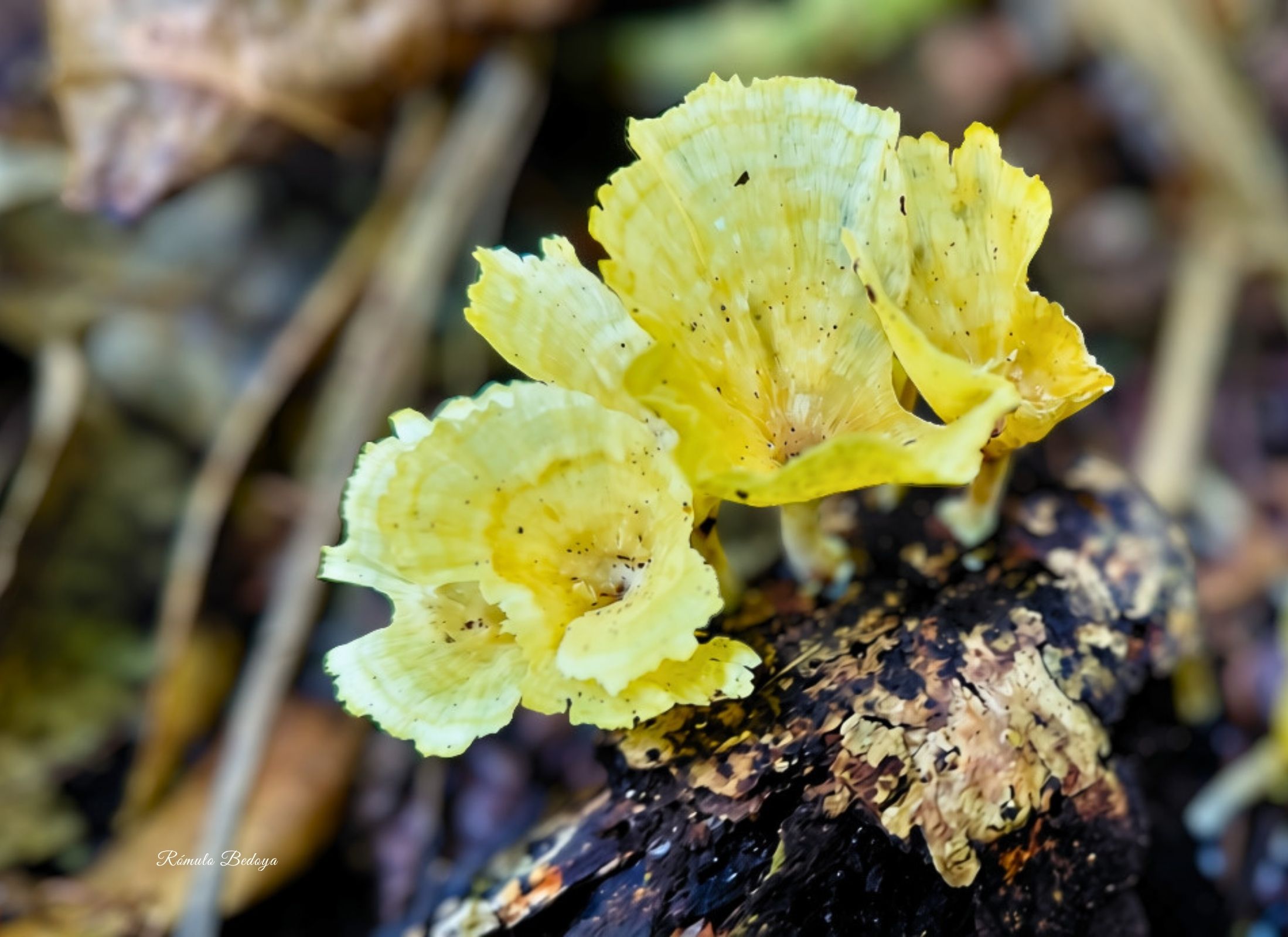 Cotylidia aurantiaca