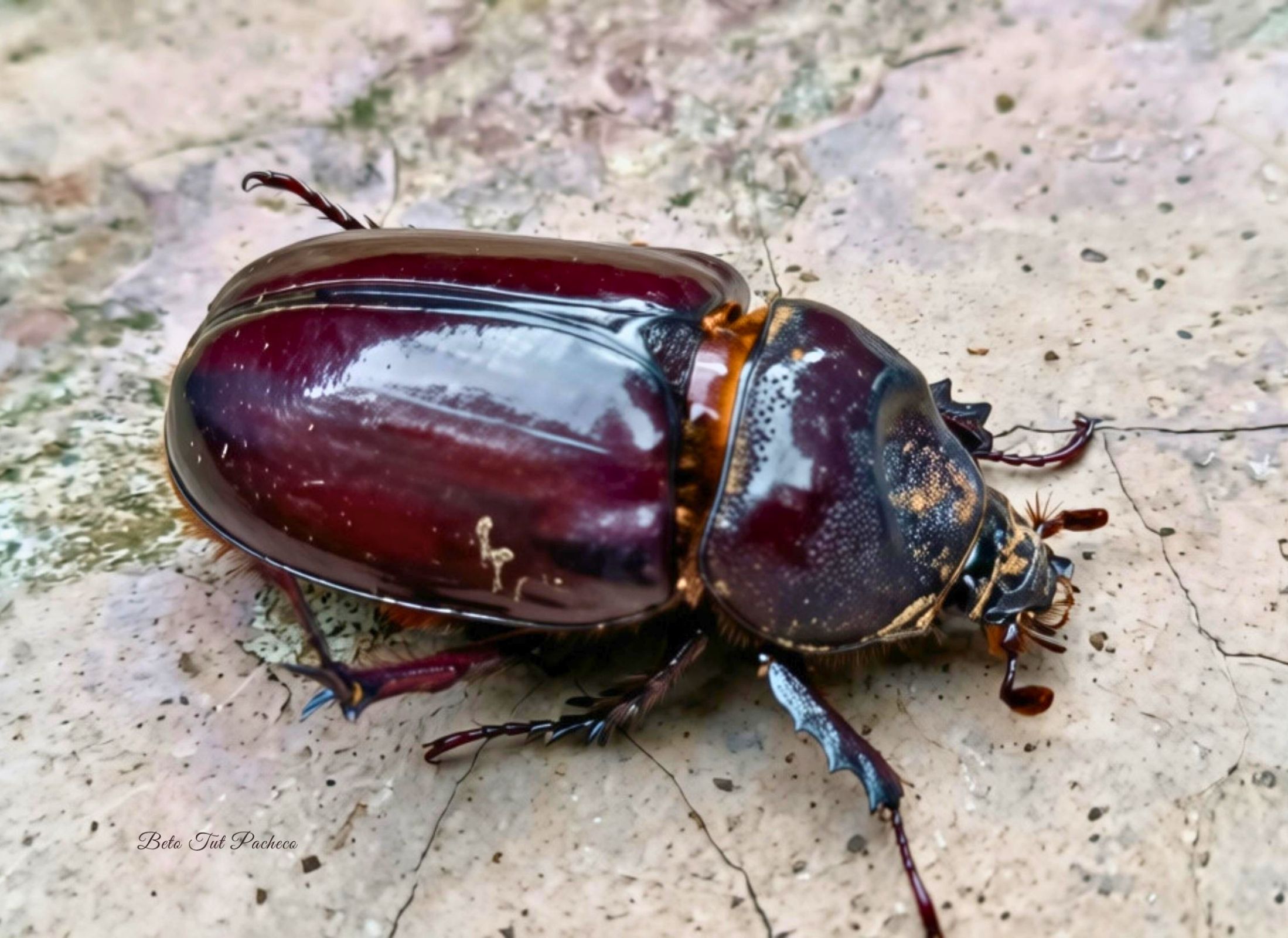 Strategus aloeus