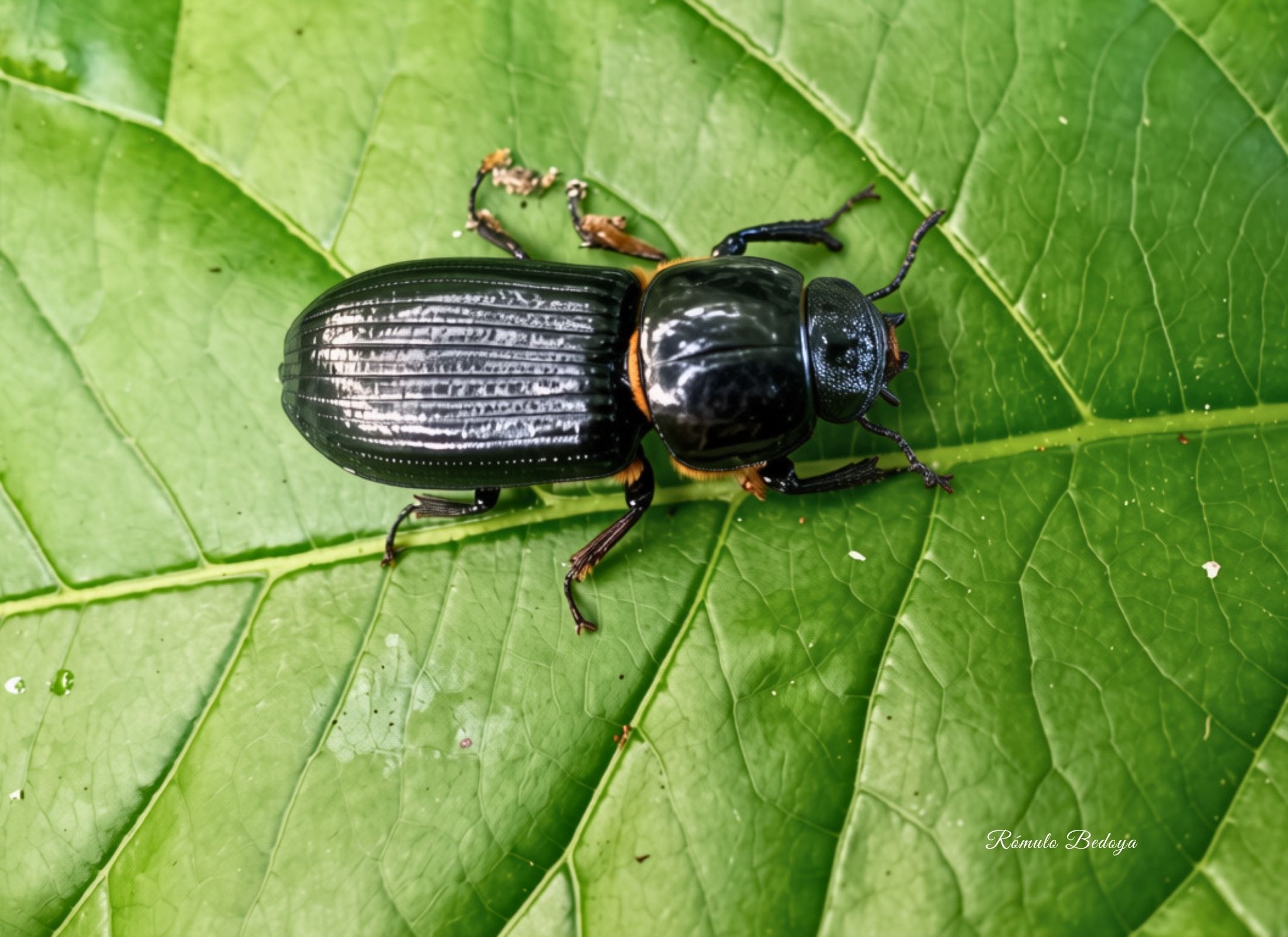 Ptichopus angulatus