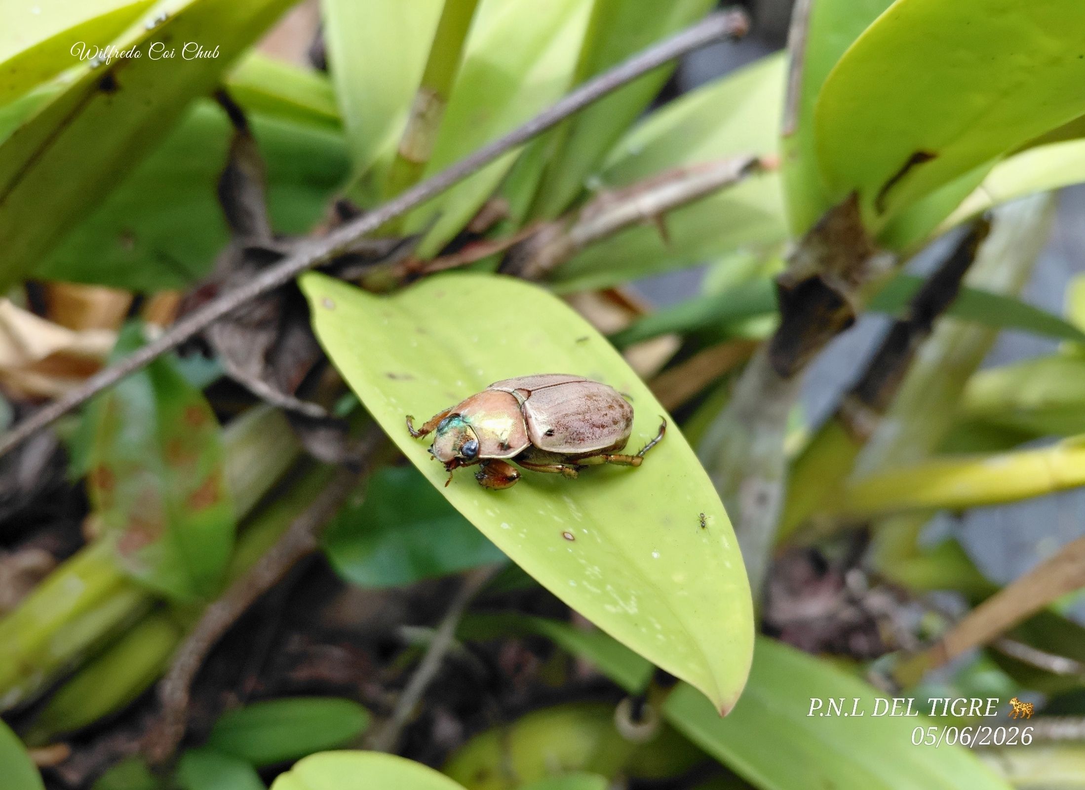 Pelidnota notata