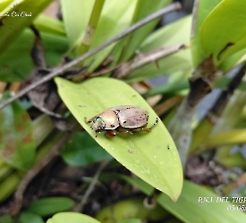 Pelidnota notata